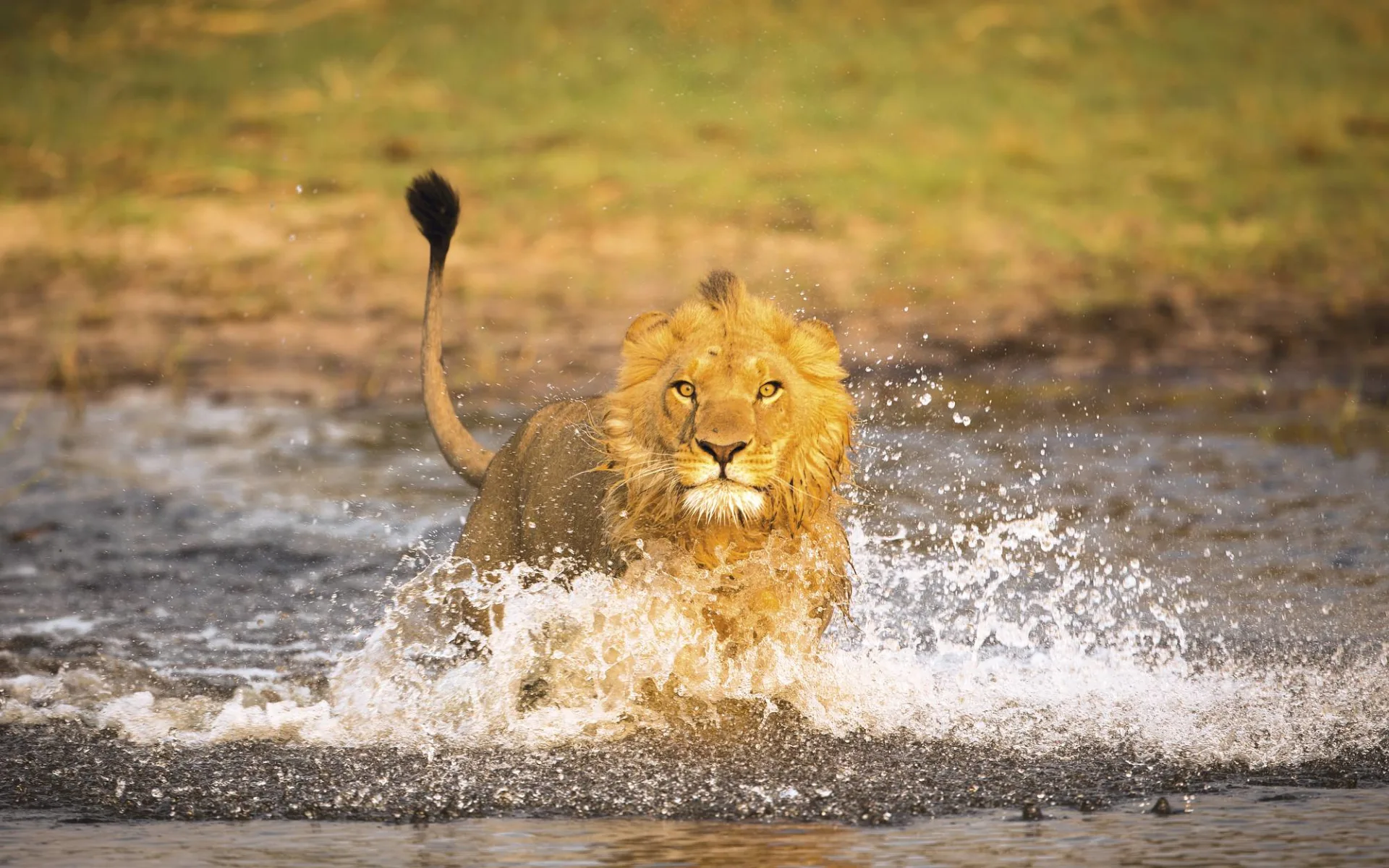 Botswana Royal ab Kasane: Botswana - Okavango Delta - Löwe im Wasser