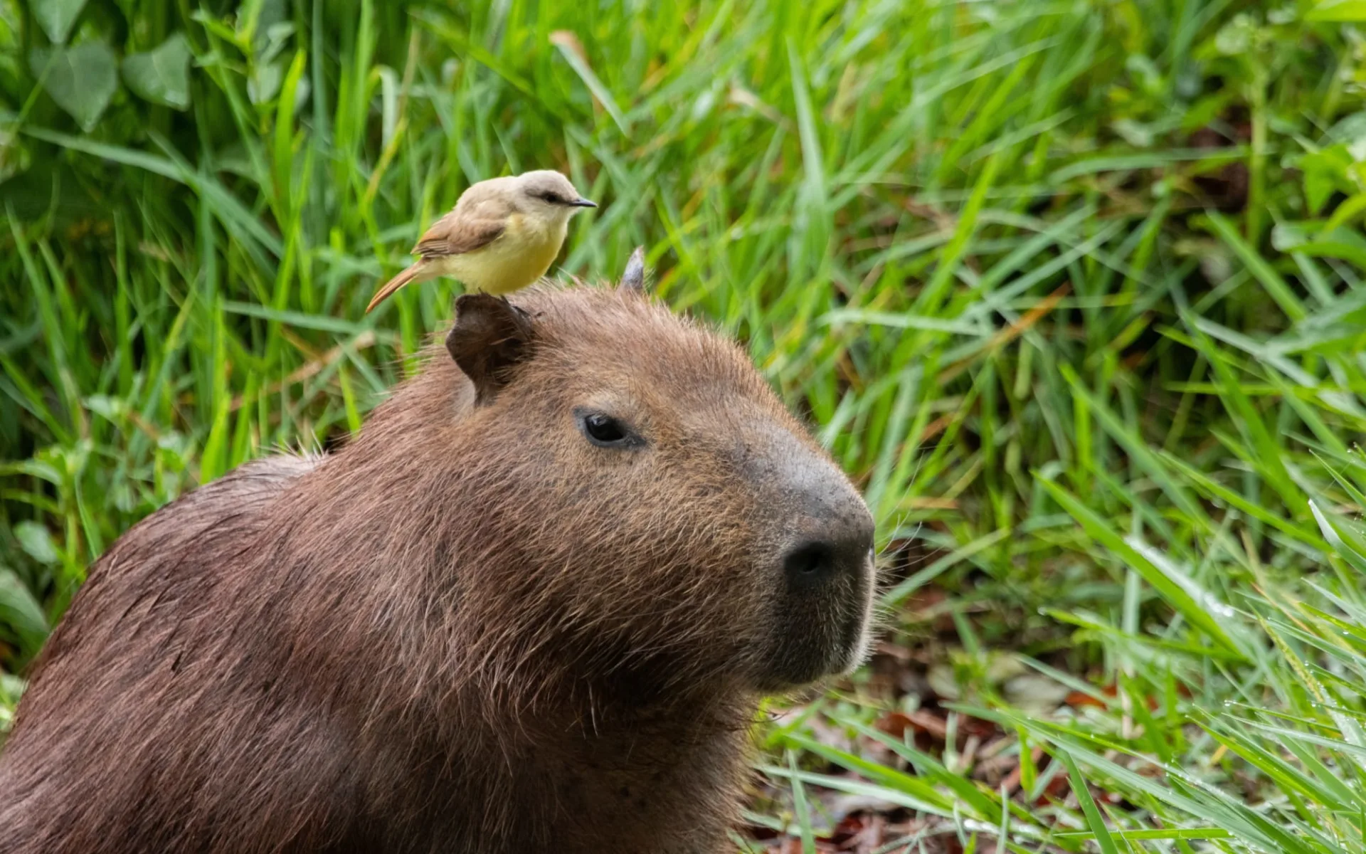Casa Caiman ab Campo Grande: Brasilien_Capybara_2221983281