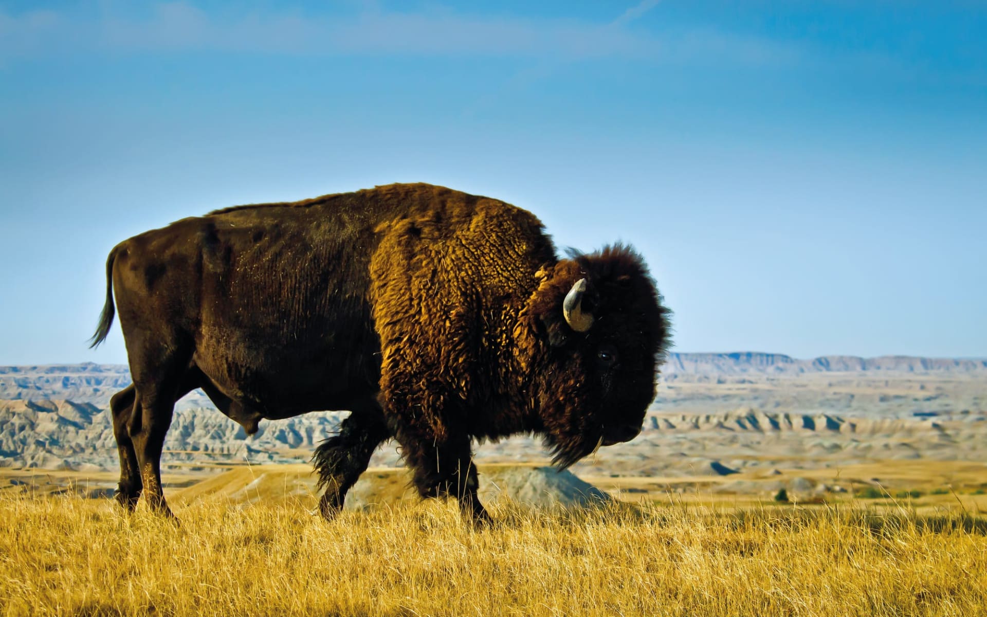 Unbekanntes Manitoba & Saskatchewan ab Winnipeg: Buffalo00268_opt Unbekanntes Manitoba & Saskatchewan ab Winnipeg: Buffalo00268_opt