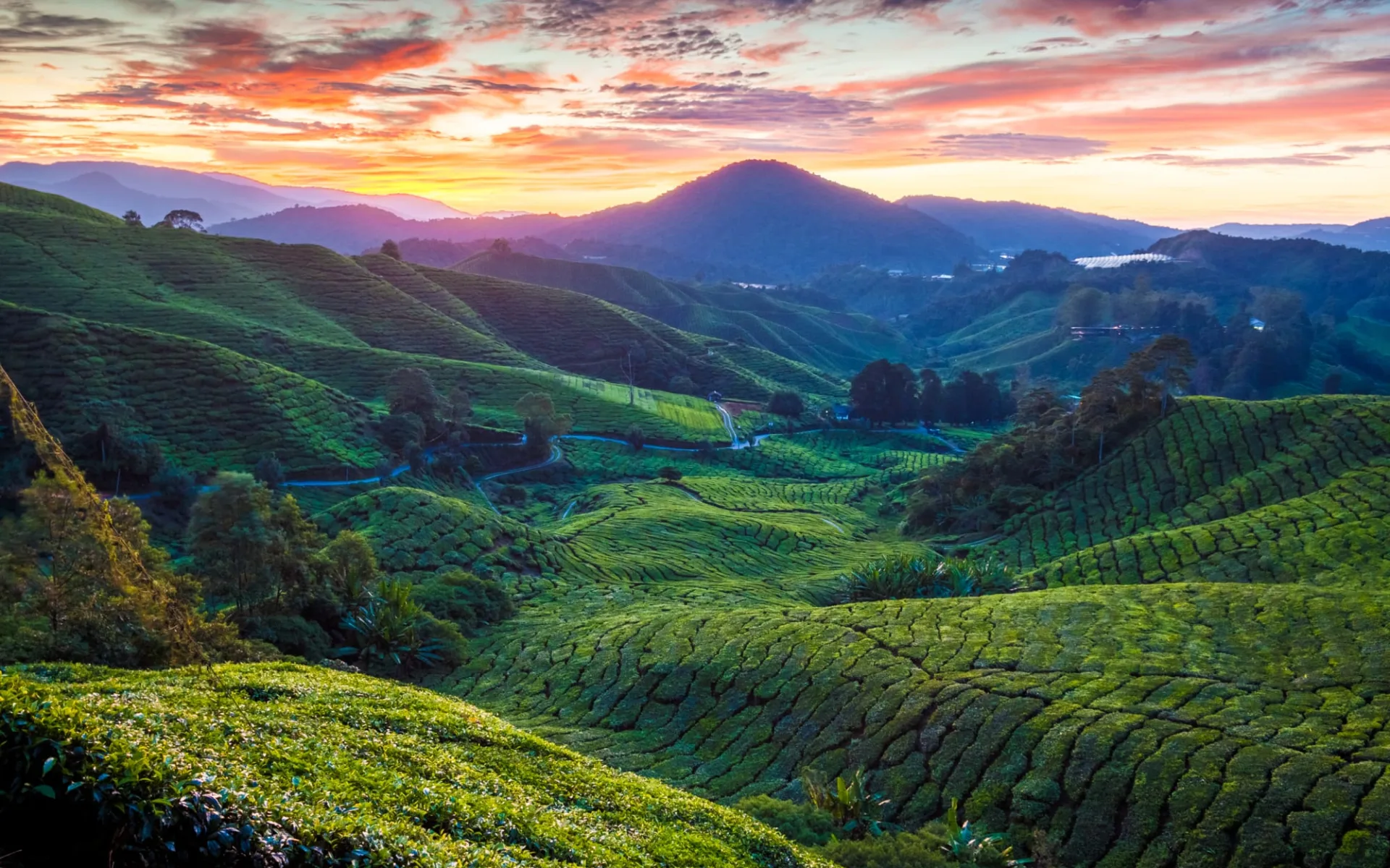 Authentisches Malaysia / Taman Negara ab Kuala Lumpur: Cameron Highlands Sungai Palas Tea Plantation