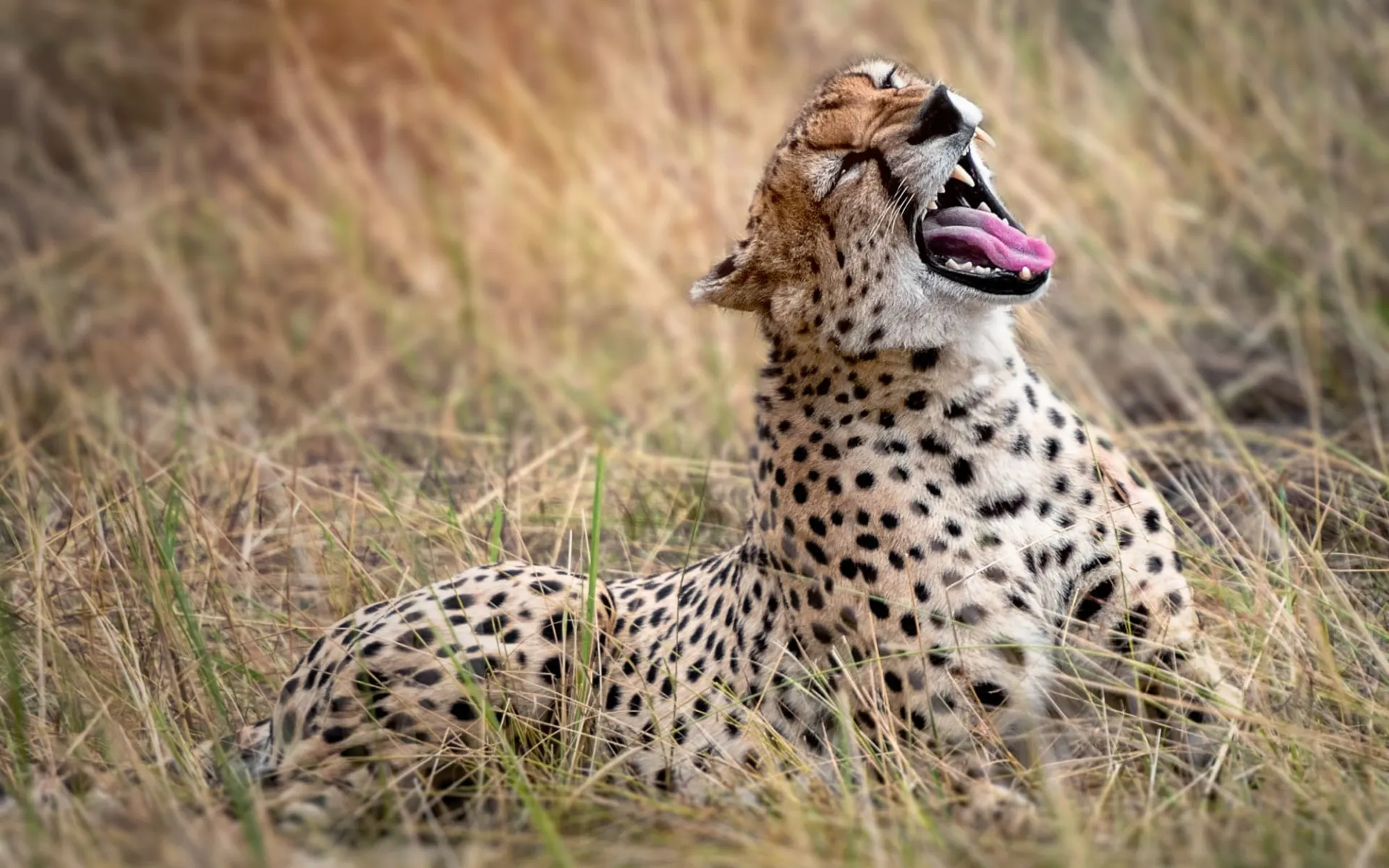 Tanzania in Style ab Arusha: Cheetah Tanzania in Style ab Arusha: Cheetah