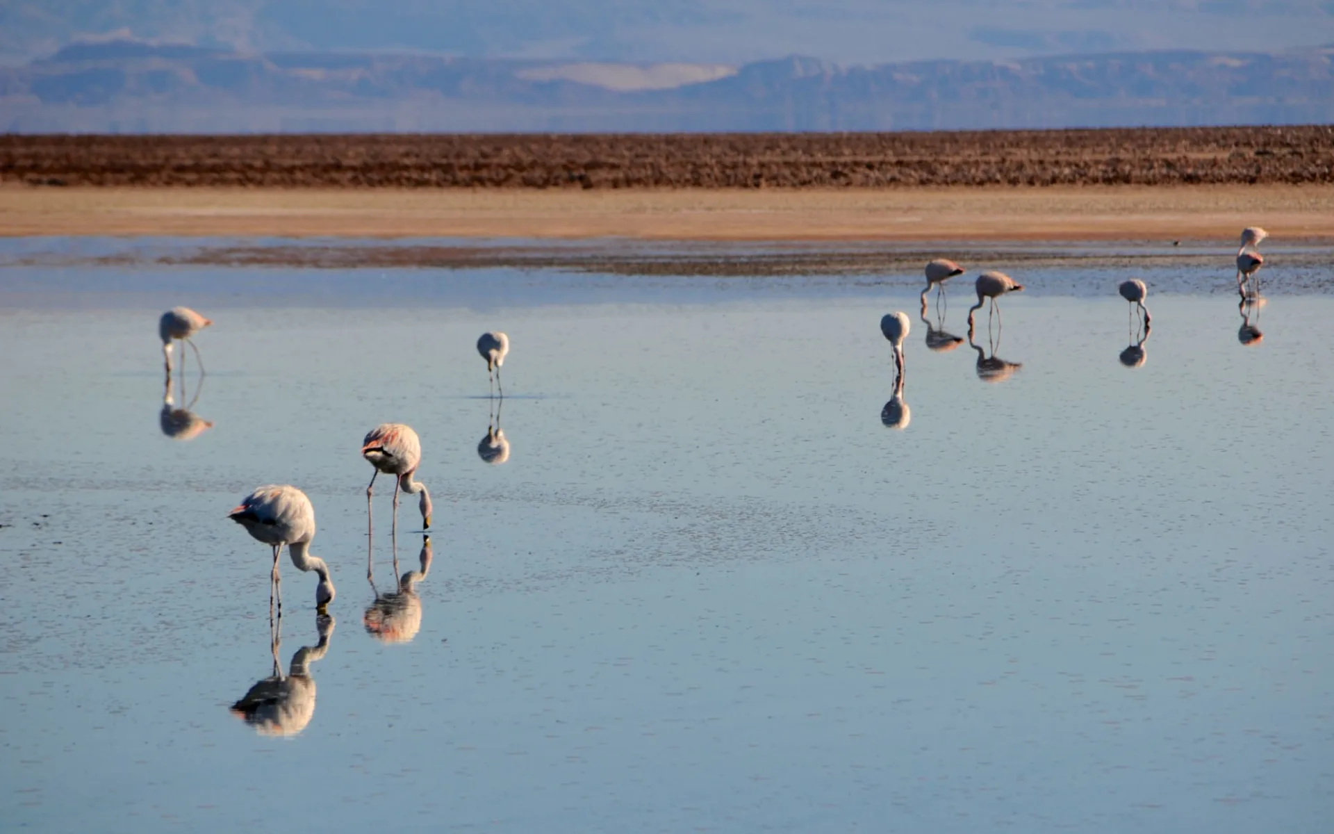 Zubucherreise Durch die Atacama Wüste nach Salta ab Calama: Chile - Atacama - Salar de Atacama Zubucherreise Durch die Atacama Wüste nach Salta ab Calama: Chile - Atacama - Salar de Atacama