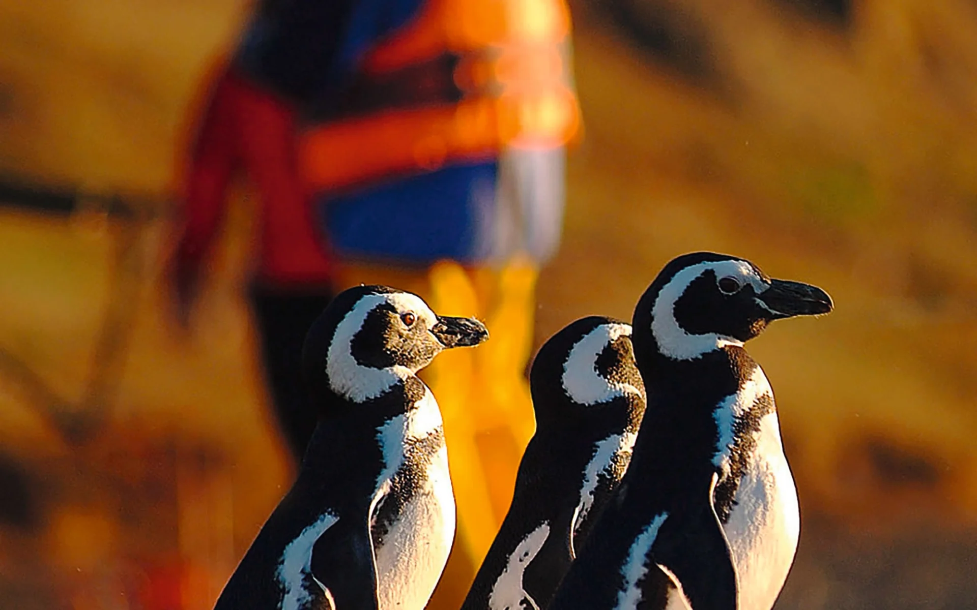 Der kleine Norden ab La Serena: Chile - Pinguine Der kleine Norden ab La Serena: Chile - Pinguine