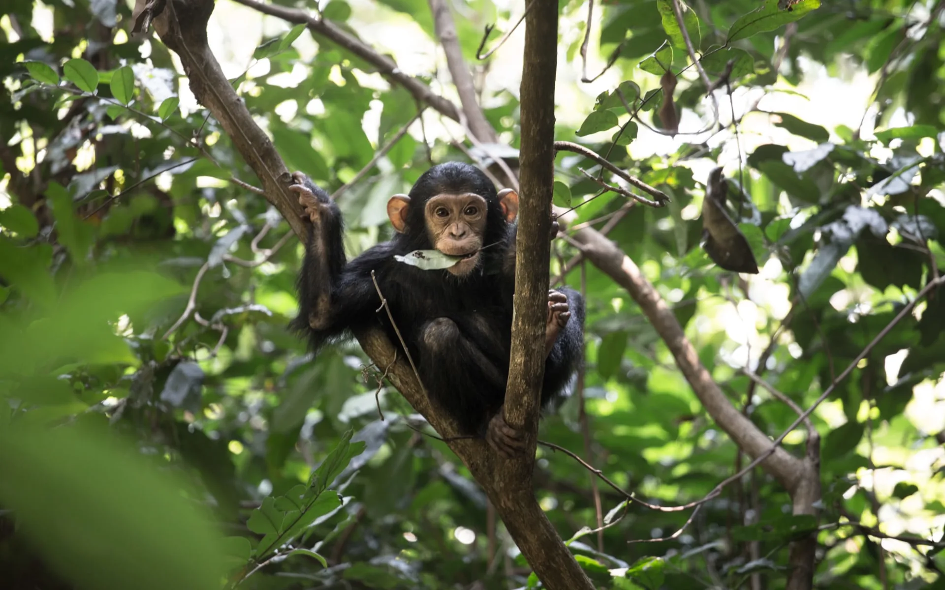 Der wilde Westen Tanzanias ab Arusha: Chimpanzee Der wilde Westen Tanzanias ab Arusha: Chimpanzee