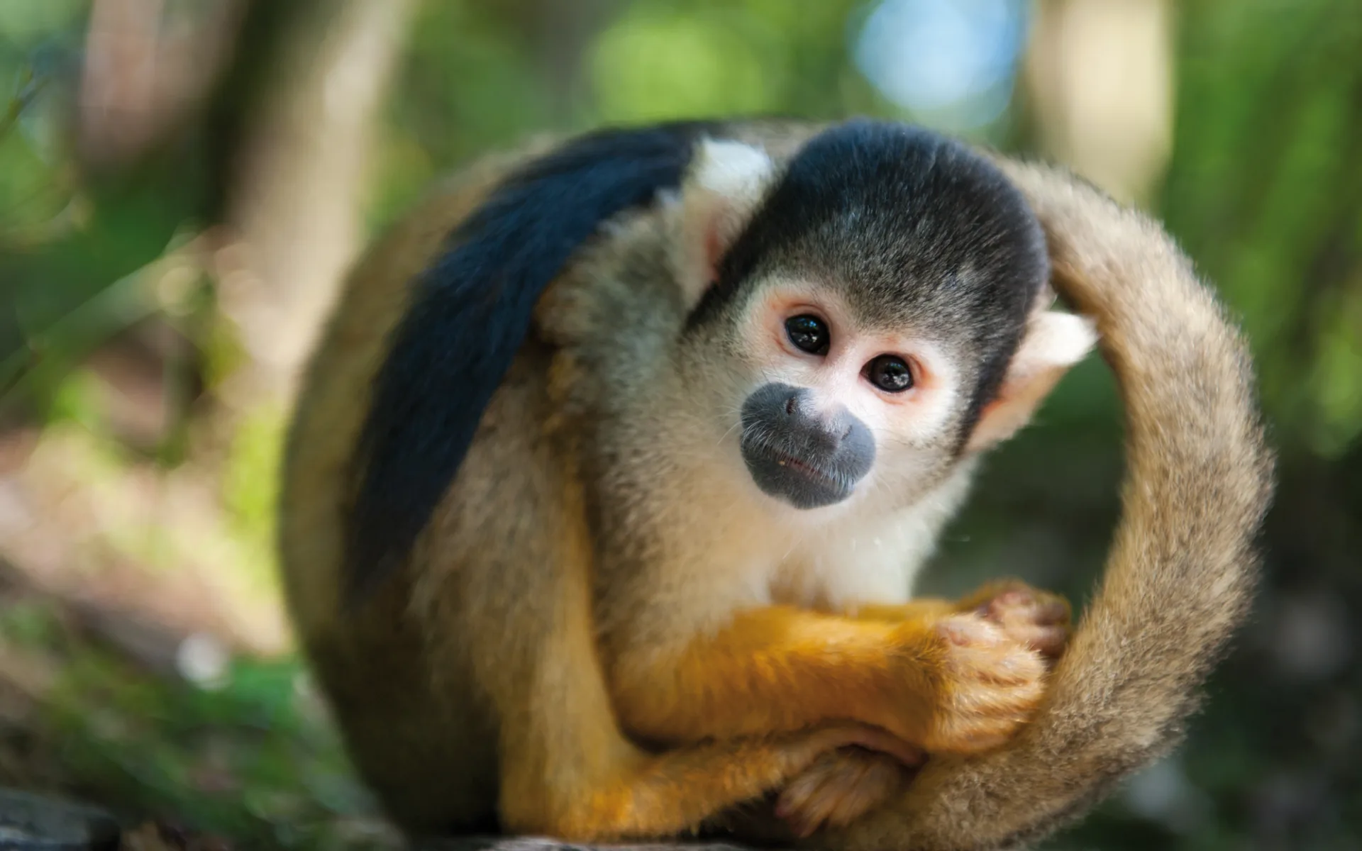 Pura Vida ab San José City: Costa Rica - Affe Pura Vida ab San José City: Costa Rica - Affe