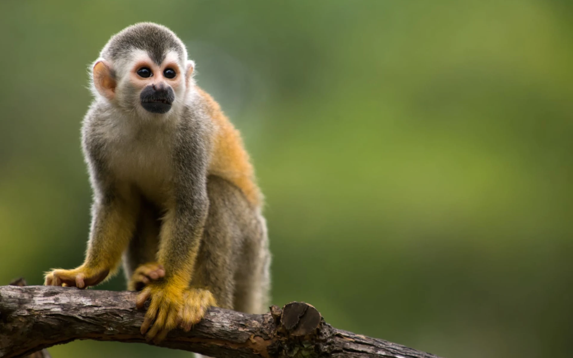 Entschleunigt durch Costa Rica ab San José City: Costa Rica - Affe auf Ast Entschleunigt durch Costa Rica ab San José City: Costa Rica - Affe auf Ast