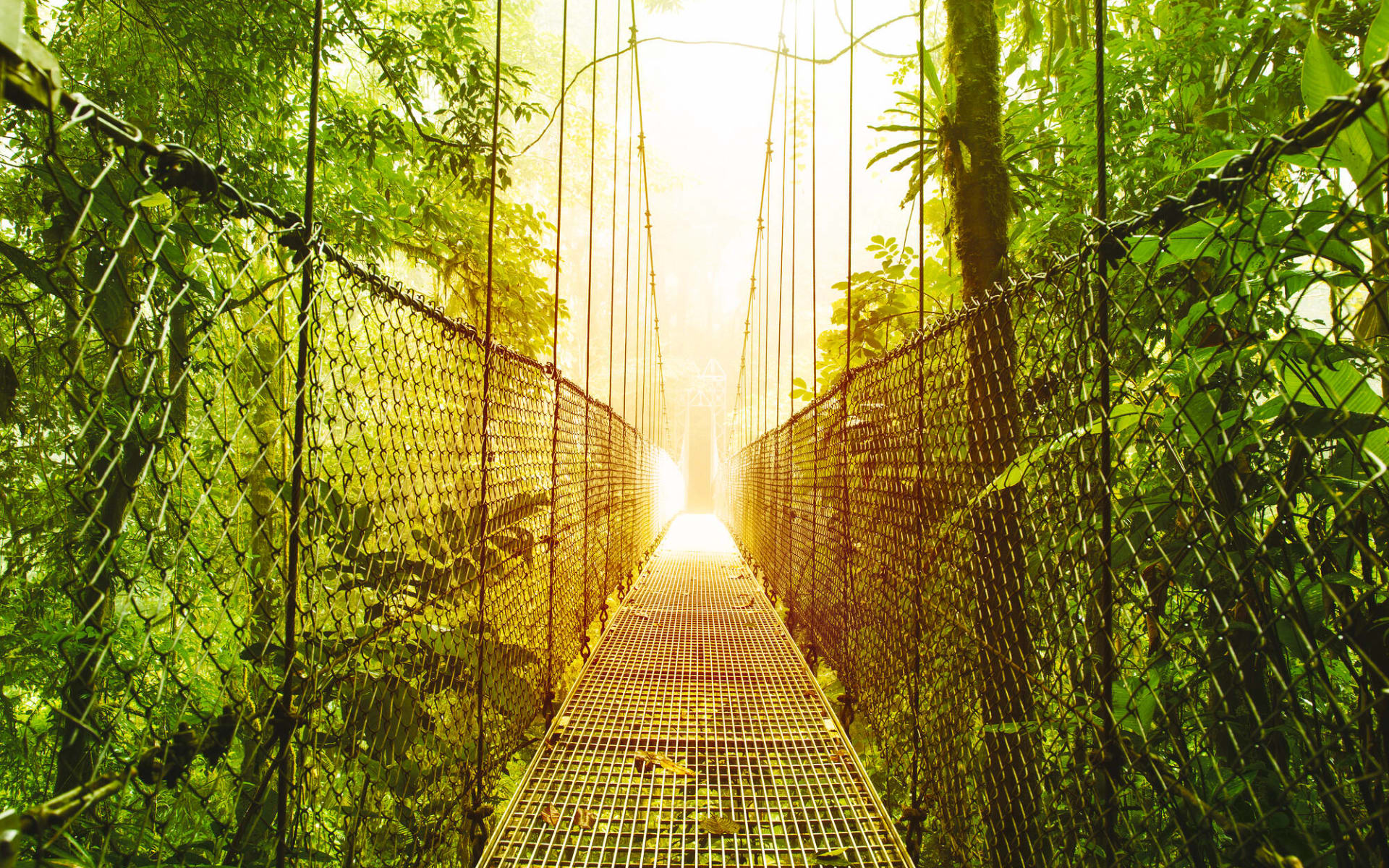 Costa Rica voller Abenteuer ab San José City: Costa Rica_Brücke Costa Rica voller Abenteuer ab San José City: Costa Rica_Brücke