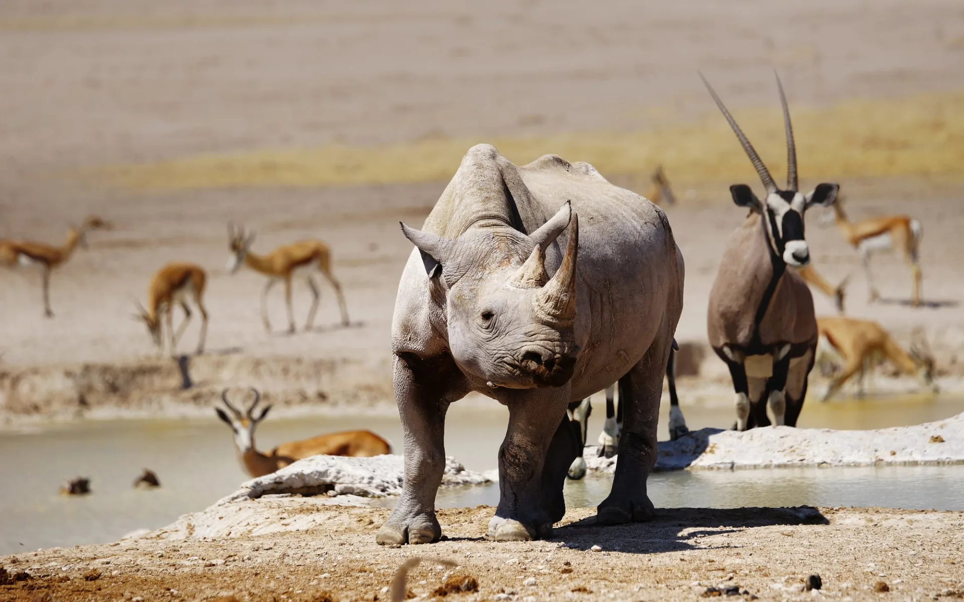 Namibia & Zambezi Highlights ab Windhoek Stadt: Etosha_Rhino Namibia & Zambezi Highlights ab Windhoek Stadt: Etosha_Rhino