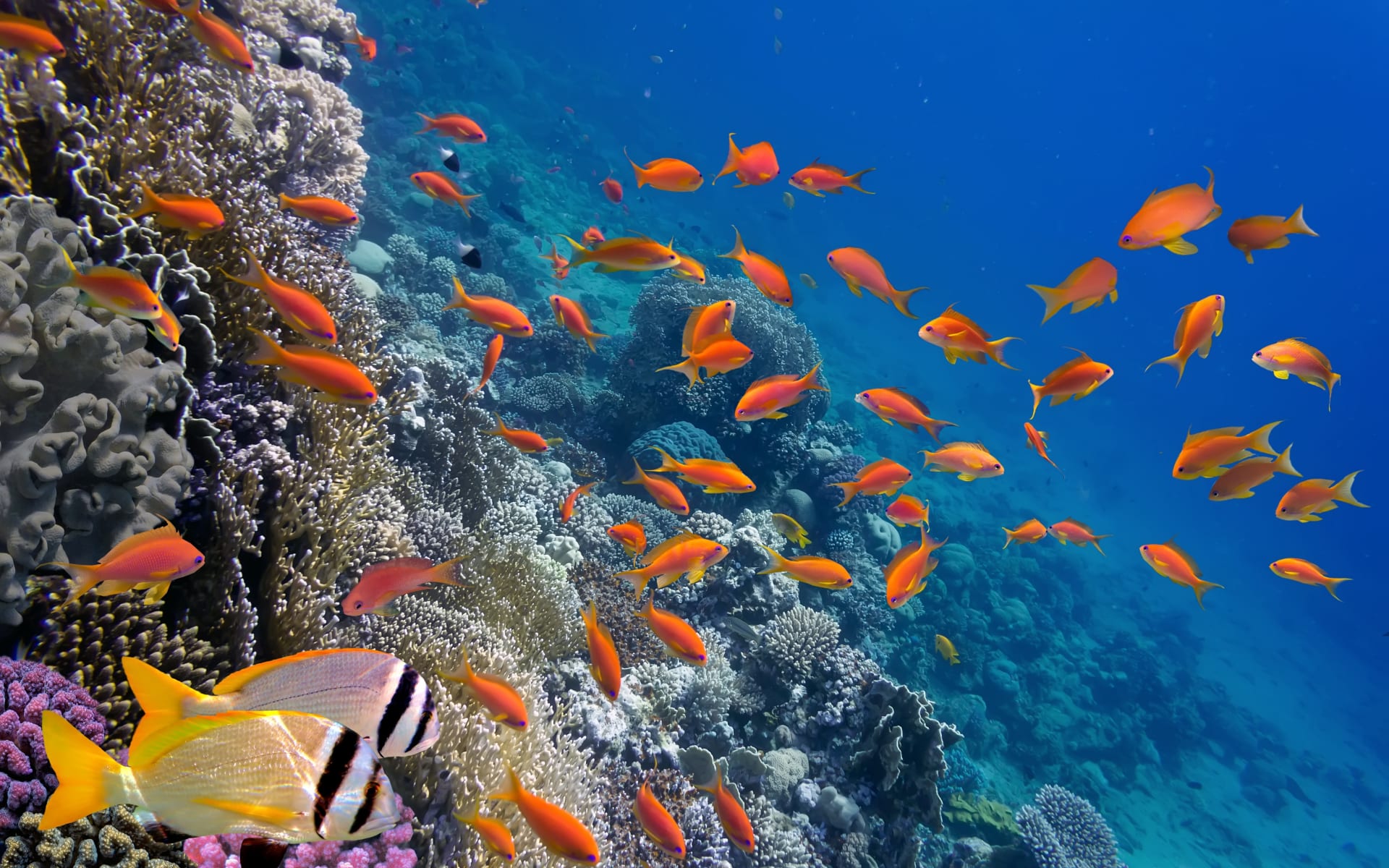 Badeferien im JAZ Lamaya Resort ab Marsa Alam: Fische Marsa Alam Badeferien im JAZ Lamaya Resort ab Marsa Alam: Fische Marsa Alam