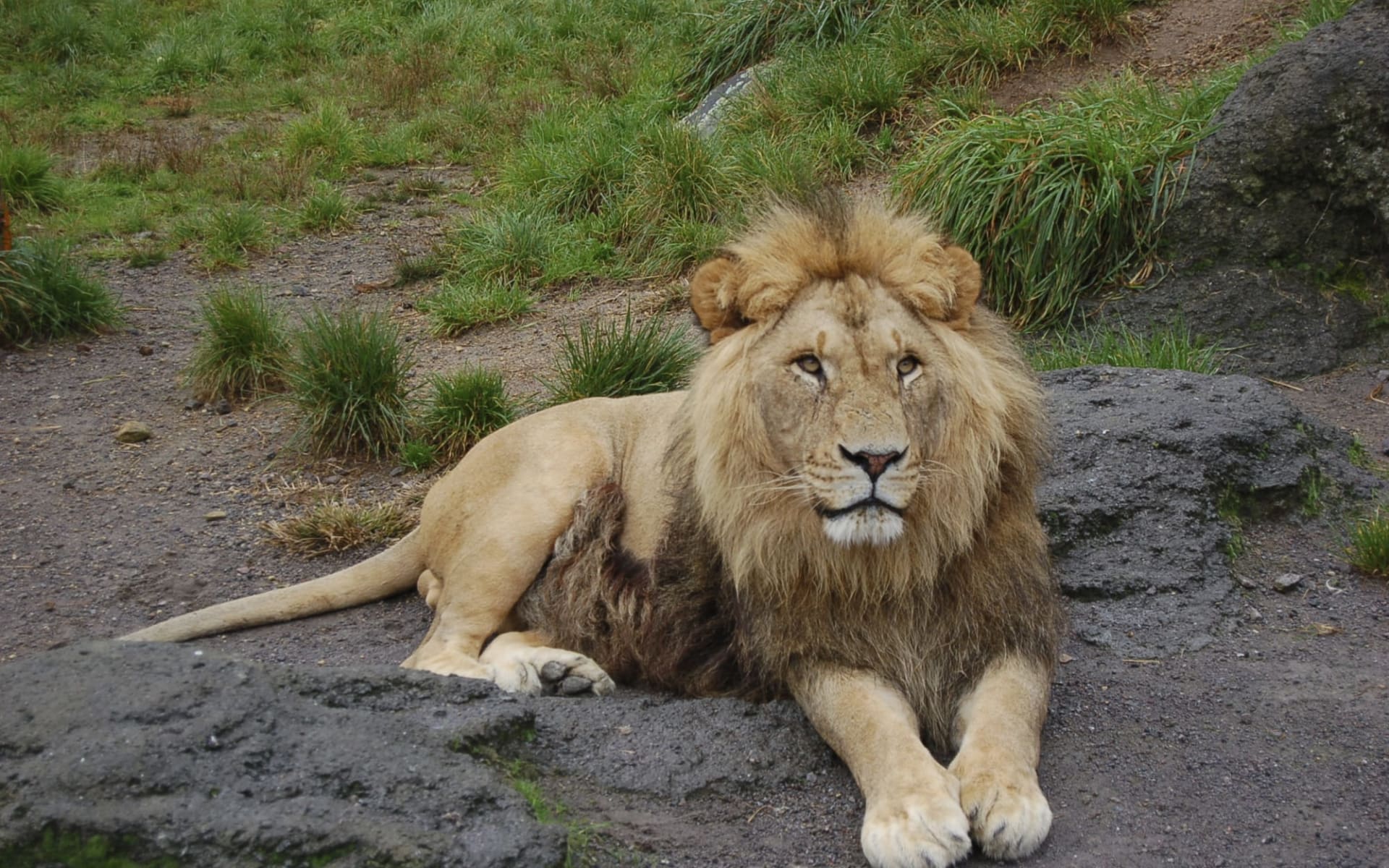 Unbekanntes Gujarat ab Ahmedabad: Gir Nationalpark: Lion Unbekanntes Gujarat ab Ahmedabad: Gir Nationalpark: Lion