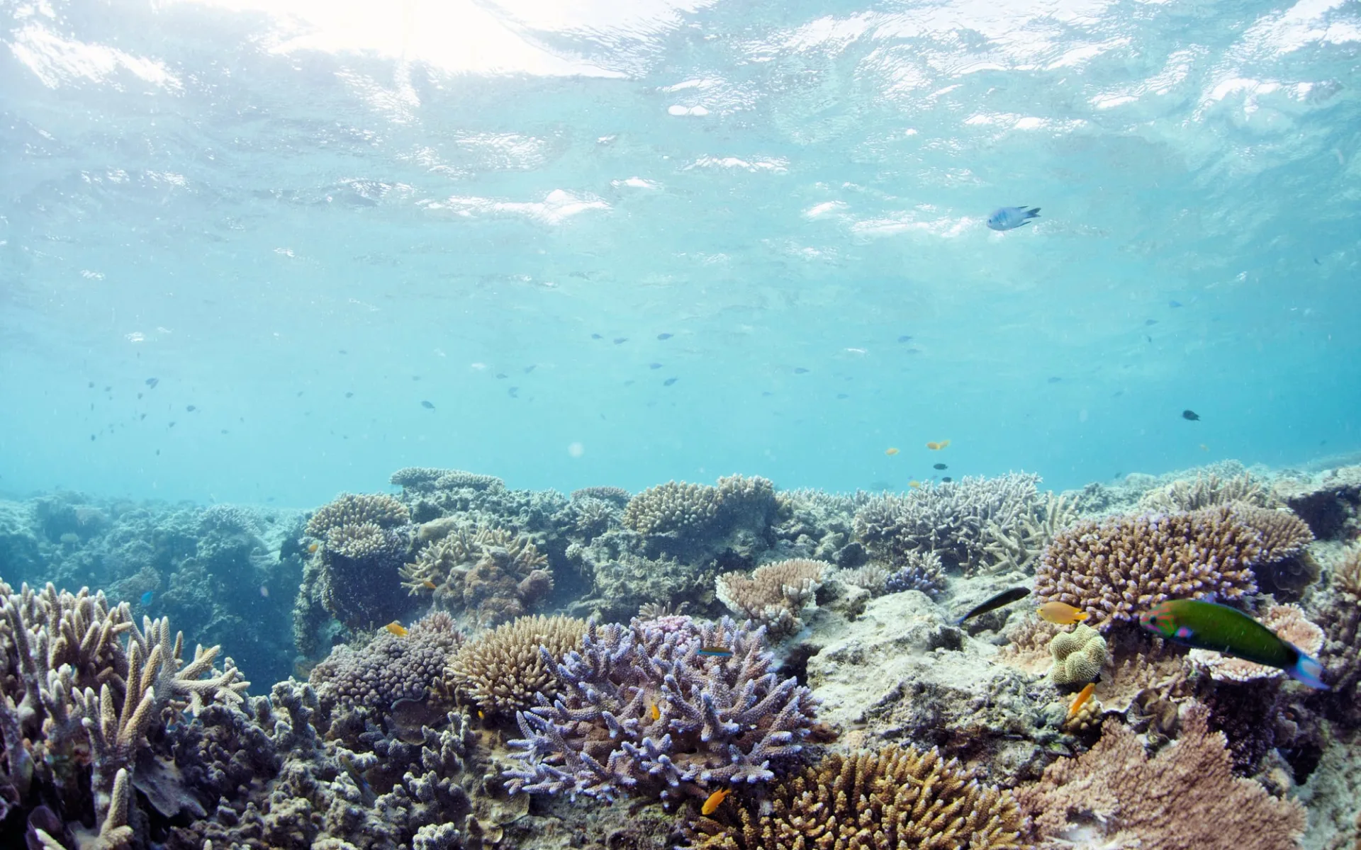 Mike Ball Dive Expeditions - Coral Sea Safari ab Cairns: Great Barrier Reef - Korallen und Fische Mike Ball Dive Expeditions - Coral Sea Safari ab Cairns: Great Barrier Reef - Korallen und Fische
