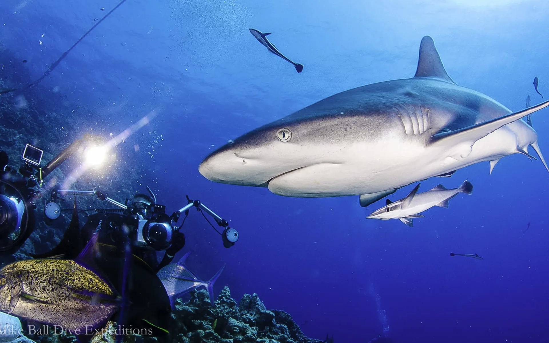 Mike Ball Dive Expeditions - Tauchen mit Zwergwalen «Minke Whales» ab Cairns: Great Barrier Reef - Mike Ball - Haifisch mit Taucher Mike Ball Dive Expeditions - Tauchen mit Zwergwalen «Minke Whales» ab Cairns: Great Barrier Reef - Mike Ball - Haifisch mit Taucher