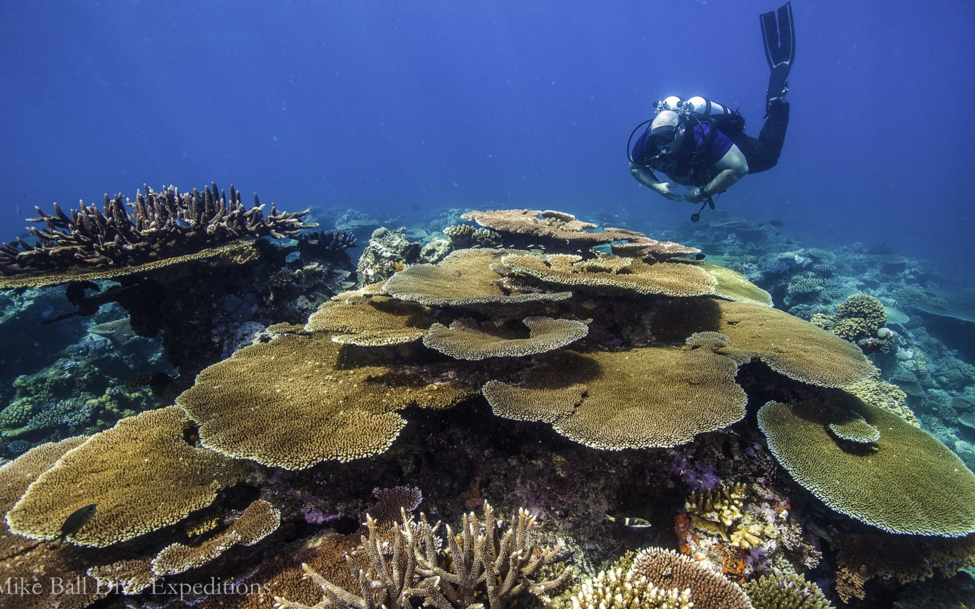 Mike Ball Dive Expeditions - Tauchen mit Zwergwalen «Minke Whales» ab Cairns: Great Barrier Reef - Mike Ball - Koralle Mike Ball Dive Expeditions - Tauchen mit Zwergwalen «Minke Whales» ab Cairns: Great Barrier Reef - Mike Ball - Koralle