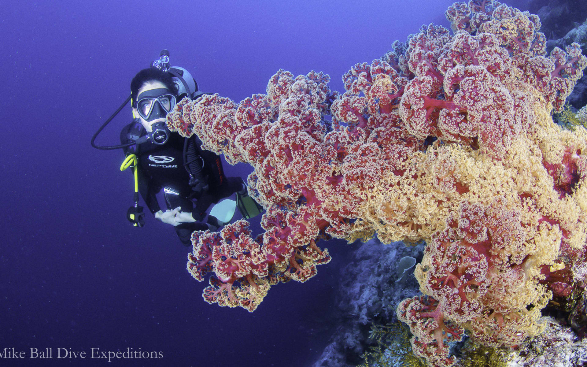 Tauchkurs am Great Barrier Reef ab Cairns: Great Barrier Reef - Mike Ball - Korallenriff Tauchkurs am Great Barrier Reef ab Cairns: Great Barrier Reef - Mike Ball - Korallenriff