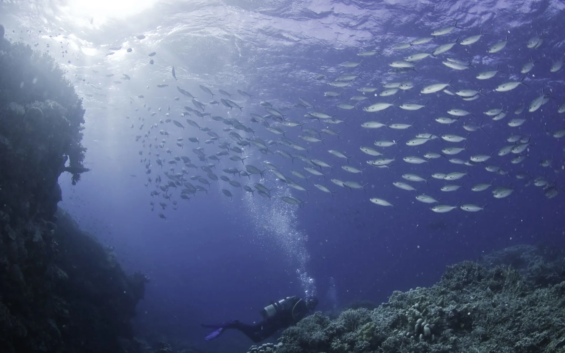 Tauchkurs am Great Barrier Reef ab Cairns: Great Barrier Reef - Pro Dive - Fischschwarm mit Taucher Tauchkurs am Great Barrier Reef ab Cairns: Great Barrier Reef - Pro Dive - Fischschwarm mit Taucher