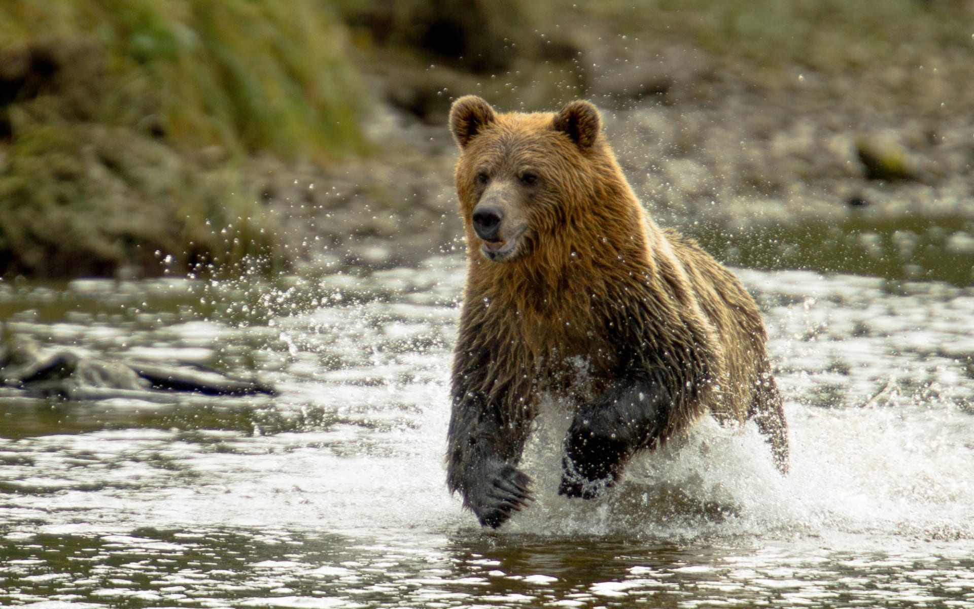 Natur und Tiere Westkanadas ab Vancouver: Grizzly_Knight_Inlet_Kanada_546562111 Natur und Tiere Westkanadas ab Vancouver: Grizzly_Knight_Inlet_Kanada_546562111