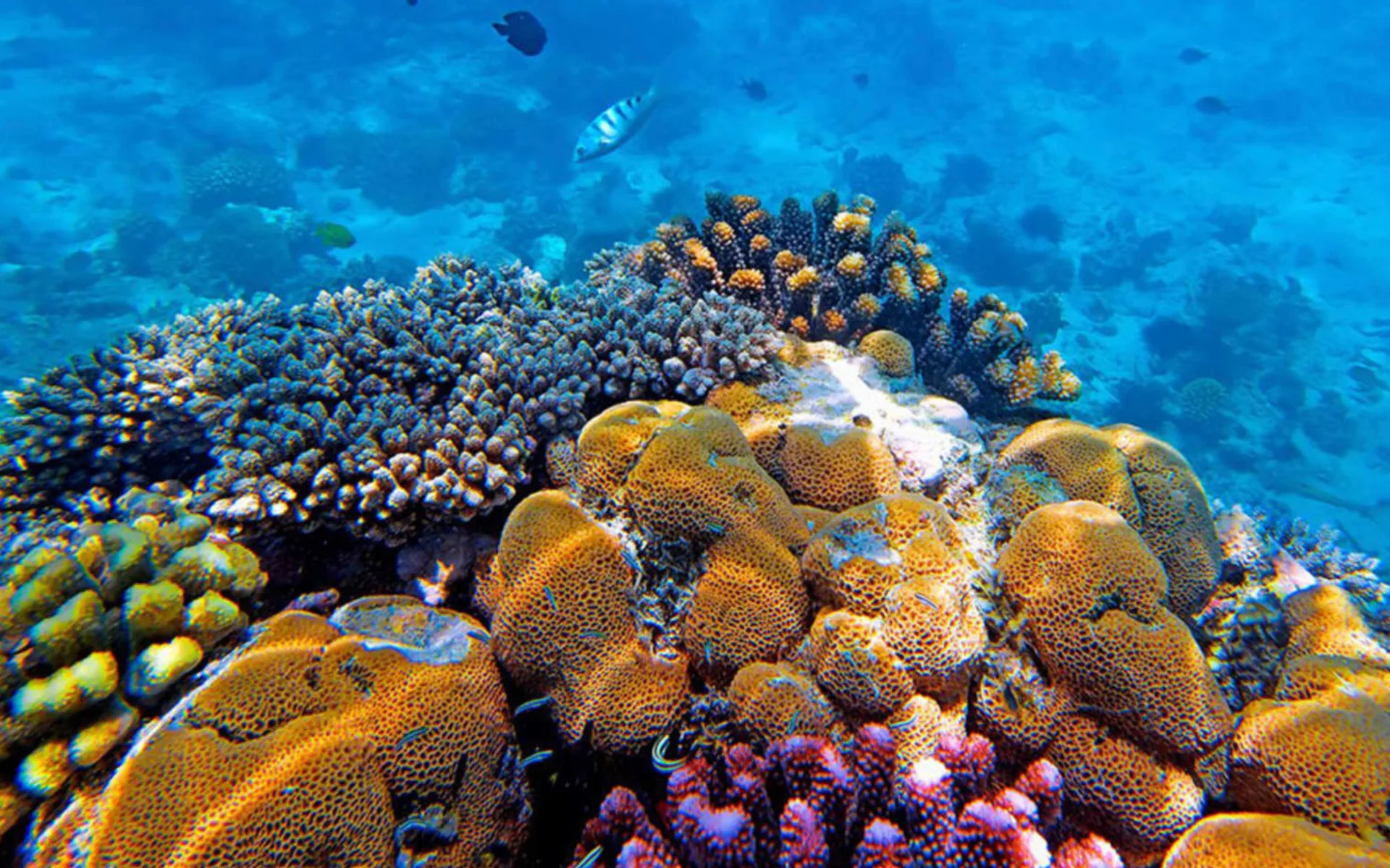 Heron Island Resort: Heron-island_underwater Heron Island Resort: Heron-island_underwater