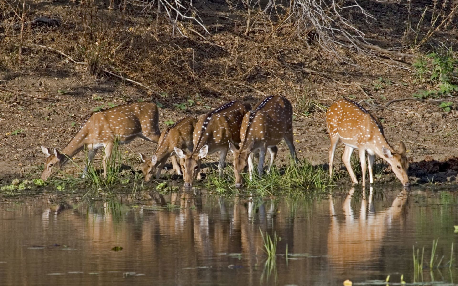 Taj Mahal & Tiger Safaris ab Delhi: Kanha National Park: Spotted Deers Taj Mahal & Tiger Safaris ab Delhi: Kanha National Park: Spotted Deers