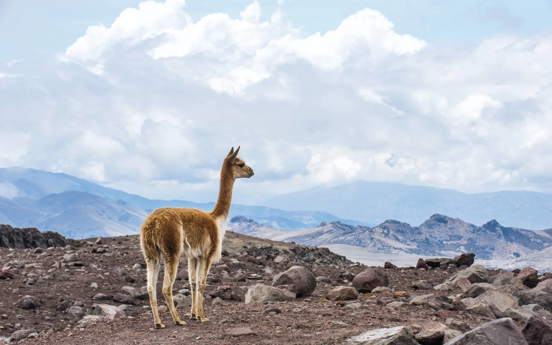 Zubucherreise Viva Chile ab Santiago de Chile: Lateinamerika - Anden - Vicuna Zubucherreise Viva Chile ab Santiago de Chile: Lateinamerika - Anden - Vicuna
