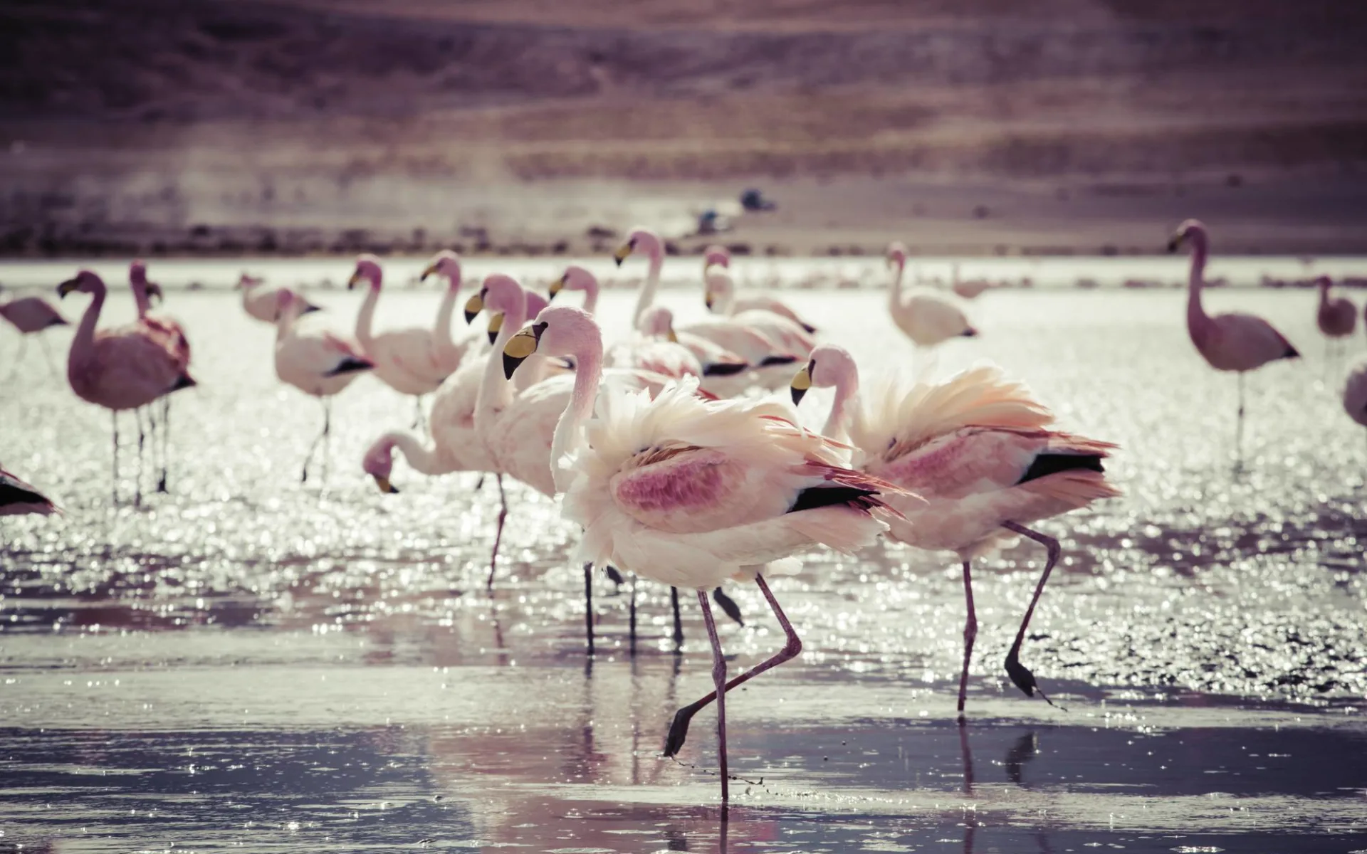 Privatreise Imperio Inca ab Lima: Lateinamerika - Flamingos Privatreise Imperio Inca ab Lima: Lateinamerika - Flamingos