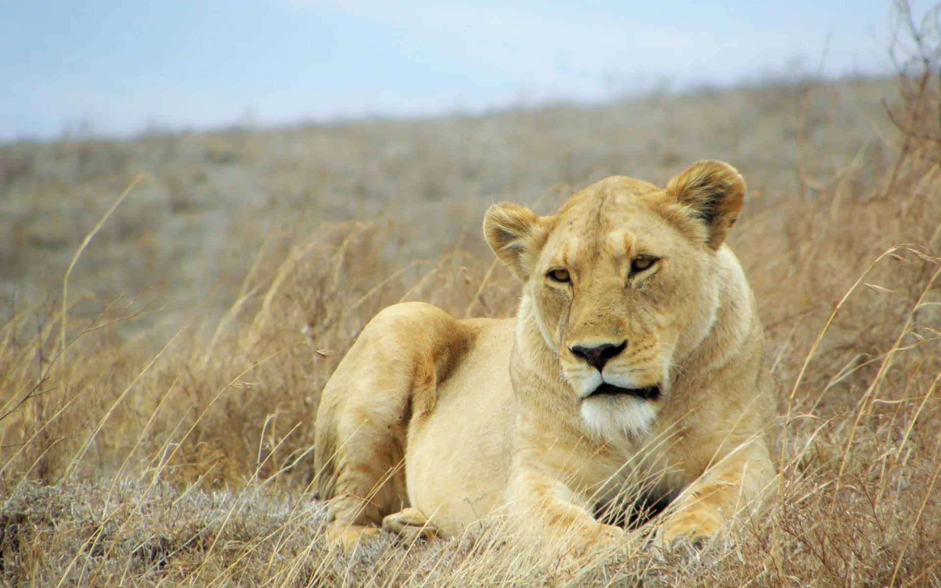 Kurzsafari Serengeti ab Arusha: Lion Kurzsafari Serengeti ab Arusha: Lion