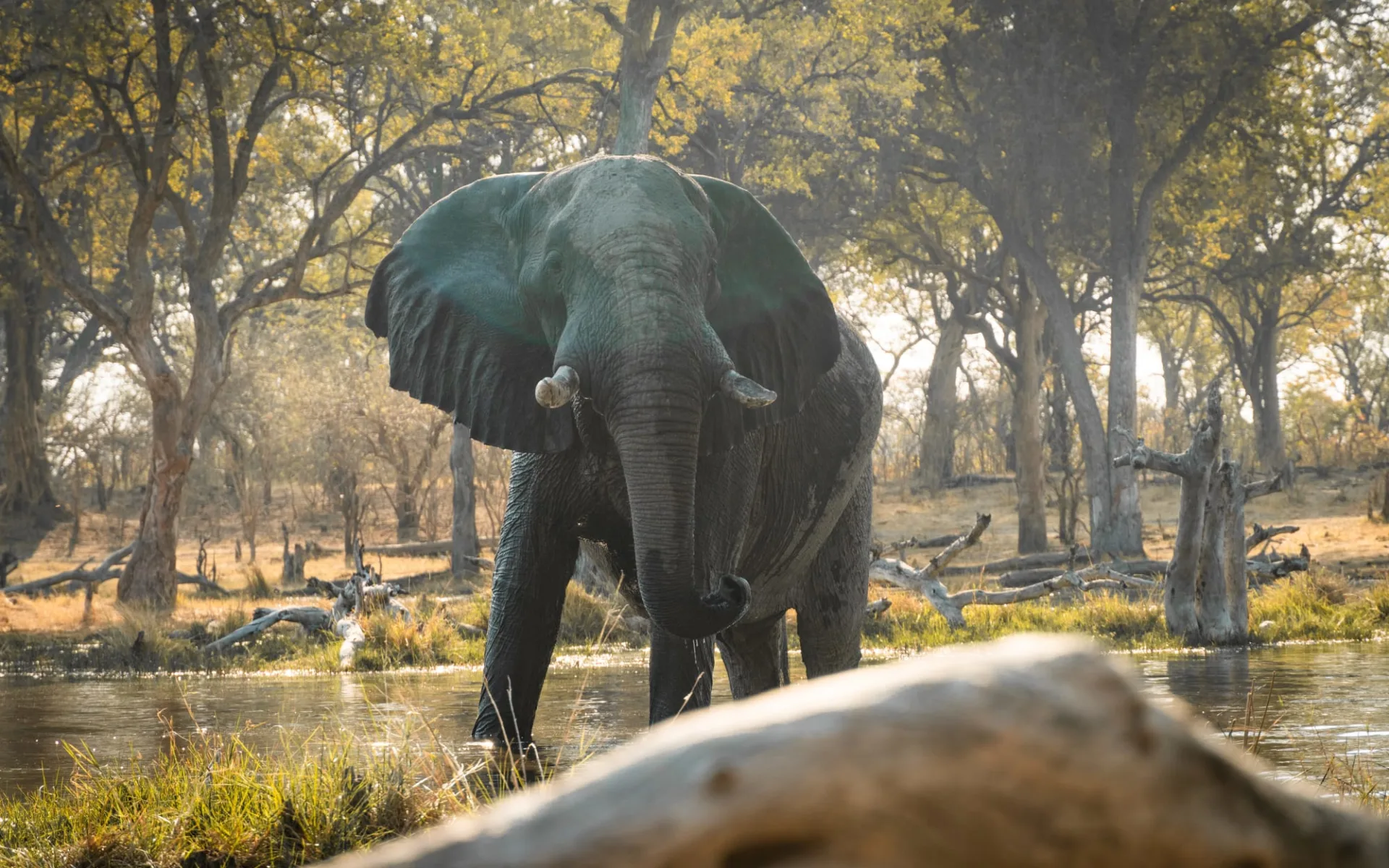 Leserreise NZZ: Botswana / Sambia / Simbabwe – wilde Schönheit im Süden Afrikas ab Johannesburg: Luke_Khwai_Lediba_Elephant Leserreise NZZ: Botswana / Sambia / Simbabwe – wilde Schönheit im Süden Afrikas ab Johannesburg: Luke_Khwai_Lediba_Elephant