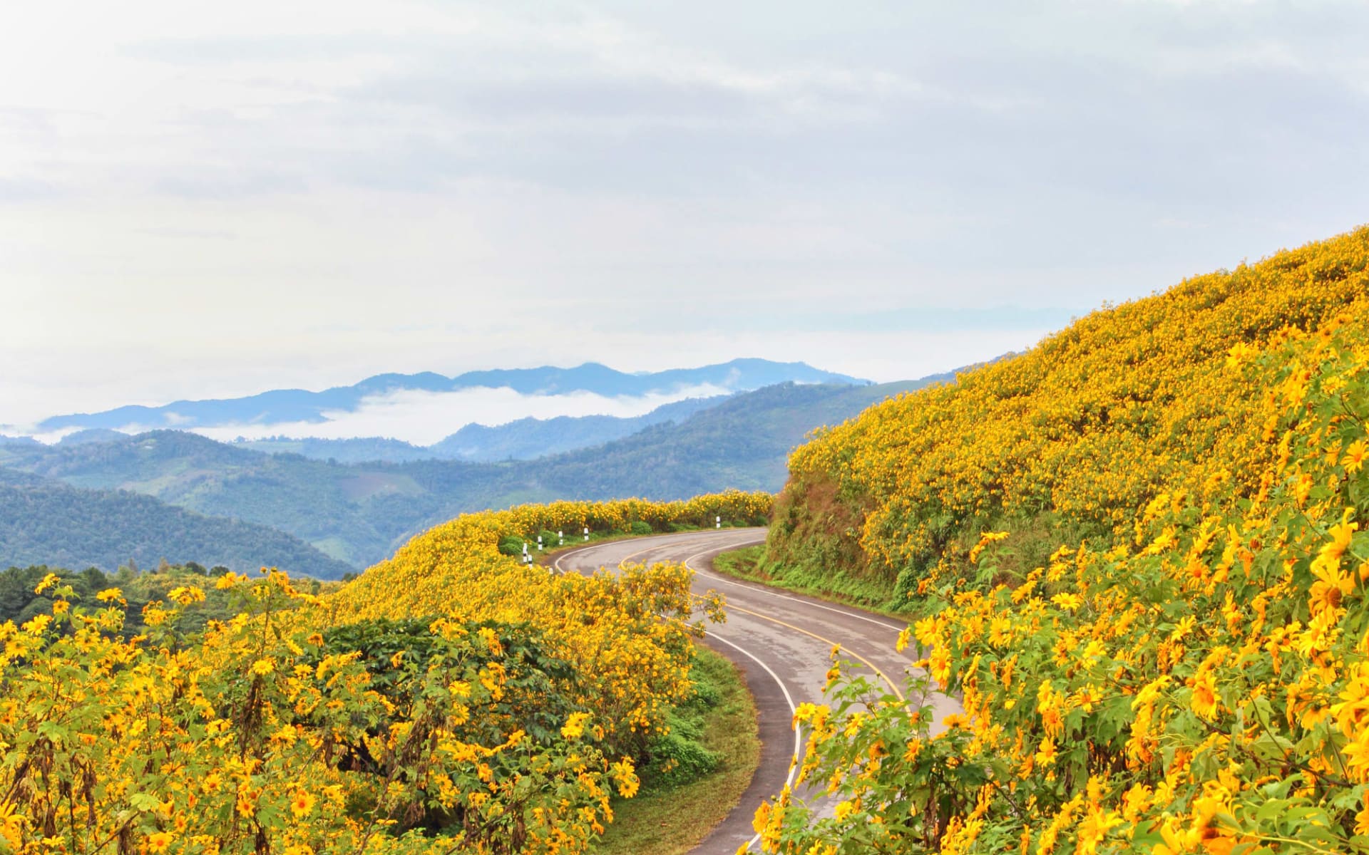 Mietwagen Rundreise Mae Hong Son ab Chiang Mai: Mae Hong Son: road through flower field Mietwagen Rundreise Mae Hong Son ab Chiang Mai: Mae Hong Son: road through flower field