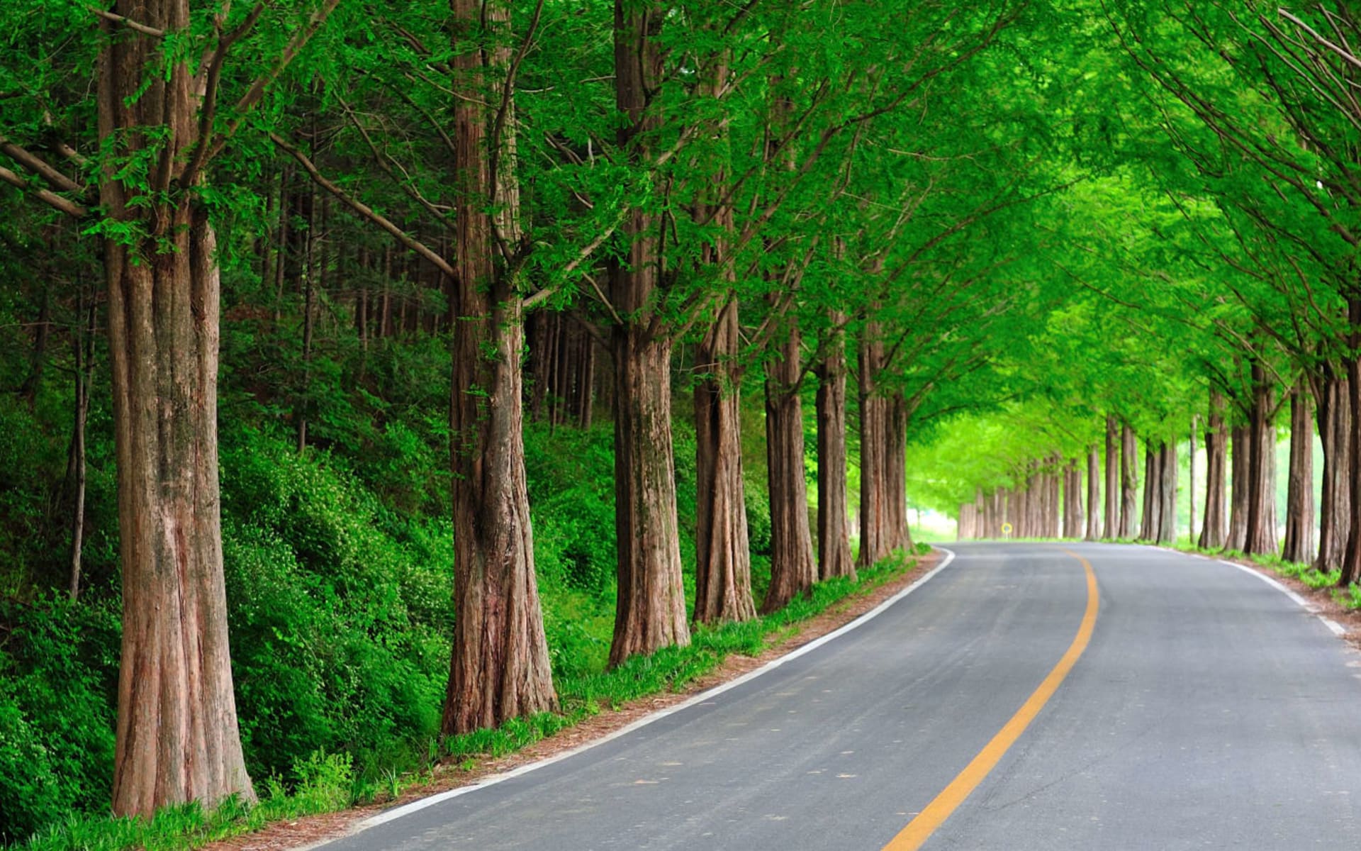 Mietwagen Rundreise «Unbekanntes Korea» ab Seoul: Metasequoia Allee near Damyang