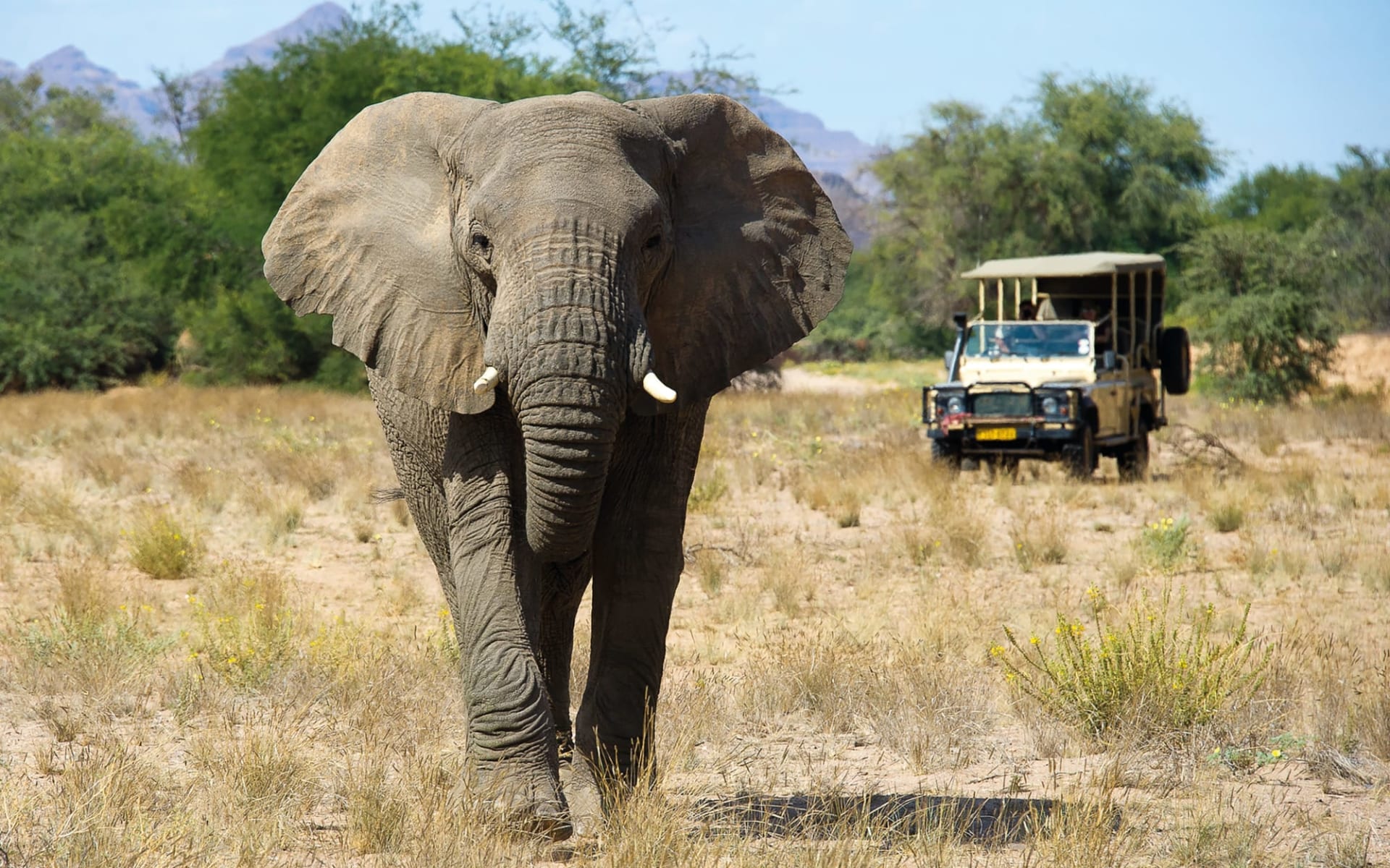 Camping Abenteuer geführt im 4x4 ab Windhoek Stadt: Namibia - Damaraland - Elefant mit Safarifahrzeug Camping Abenteuer geführt im 4x4 ab Windhoek Stadt: Namibia - Damaraland - Elefant mit Safarifahrzeug