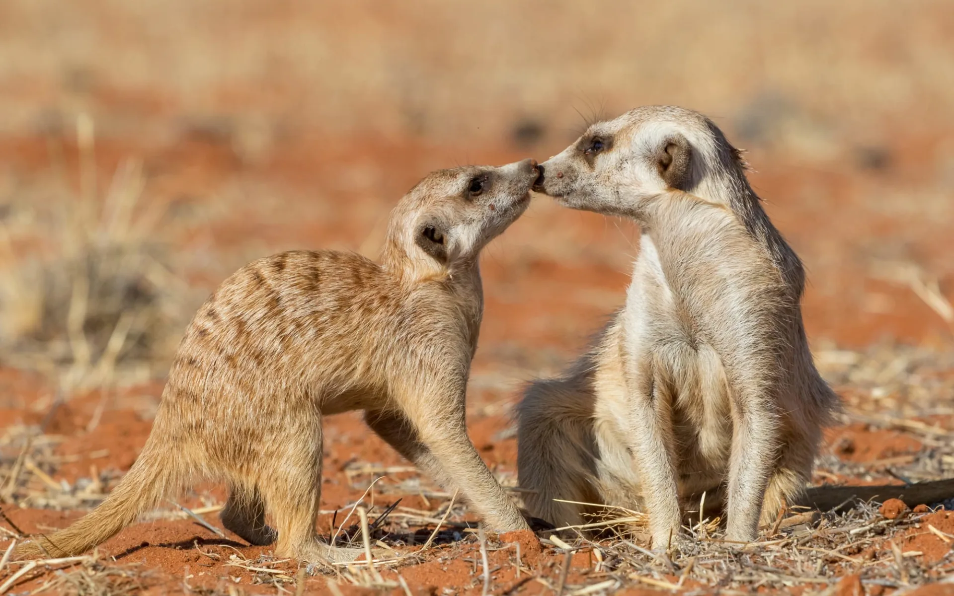 Camping Abenteuer geführt im 4x4 ab Windhoek Stadt: Namibia Kalahari, Fleischfresser Camping Abenteuer geführt im 4x4 ab Windhoek Stadt: Namibia Kalahari, Fleischfresser