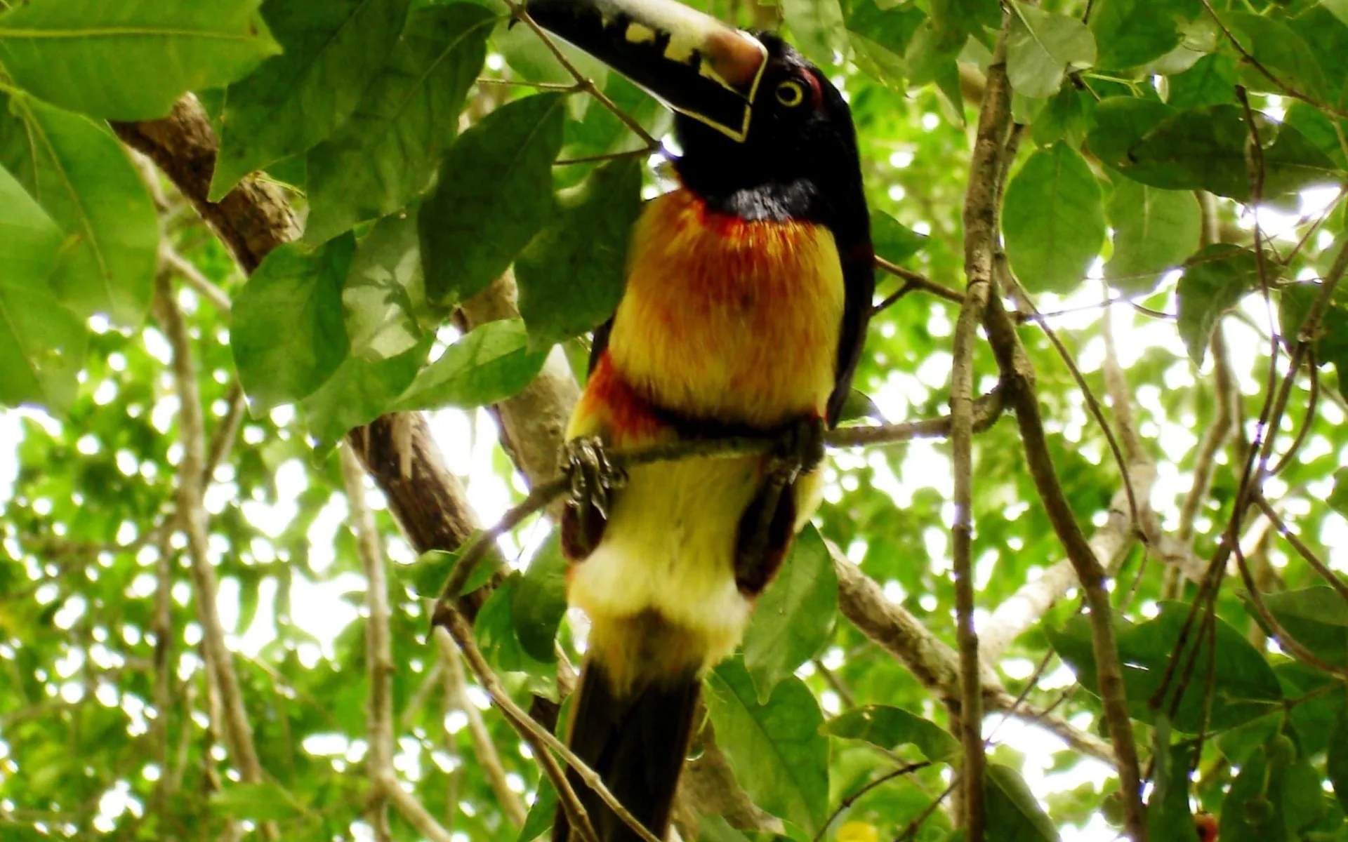 Selva Lacandona ab Tuxtla Gutiérrez: R160TIKAracari-Tucan 2 Selva Lacandona ab Tuxtla Gutiérrez: R160TIKAracari-Tucan 2