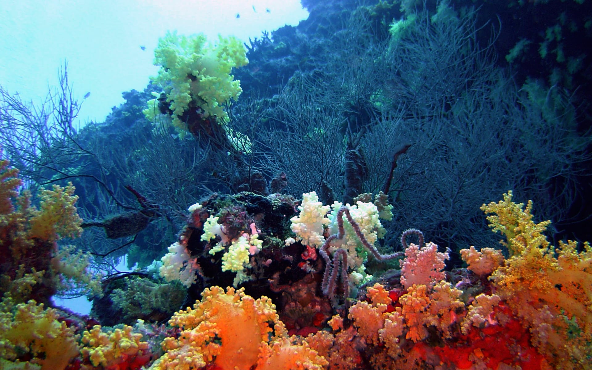 Aveyla Manta Village in Dharavandhoo: exterior: Aveyla Manta Village in Dharavandhoo: exterior: