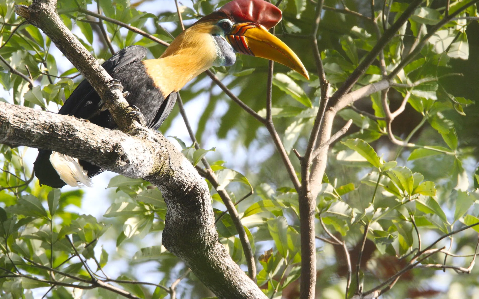 Im Hochland der Minahasa ab Manado: Sulawesi Tangkoko National Park Knobbed hornbill Im Hochland der Minahasa ab Manado: Sulawesi Tangkoko National Park Knobbed hornbill