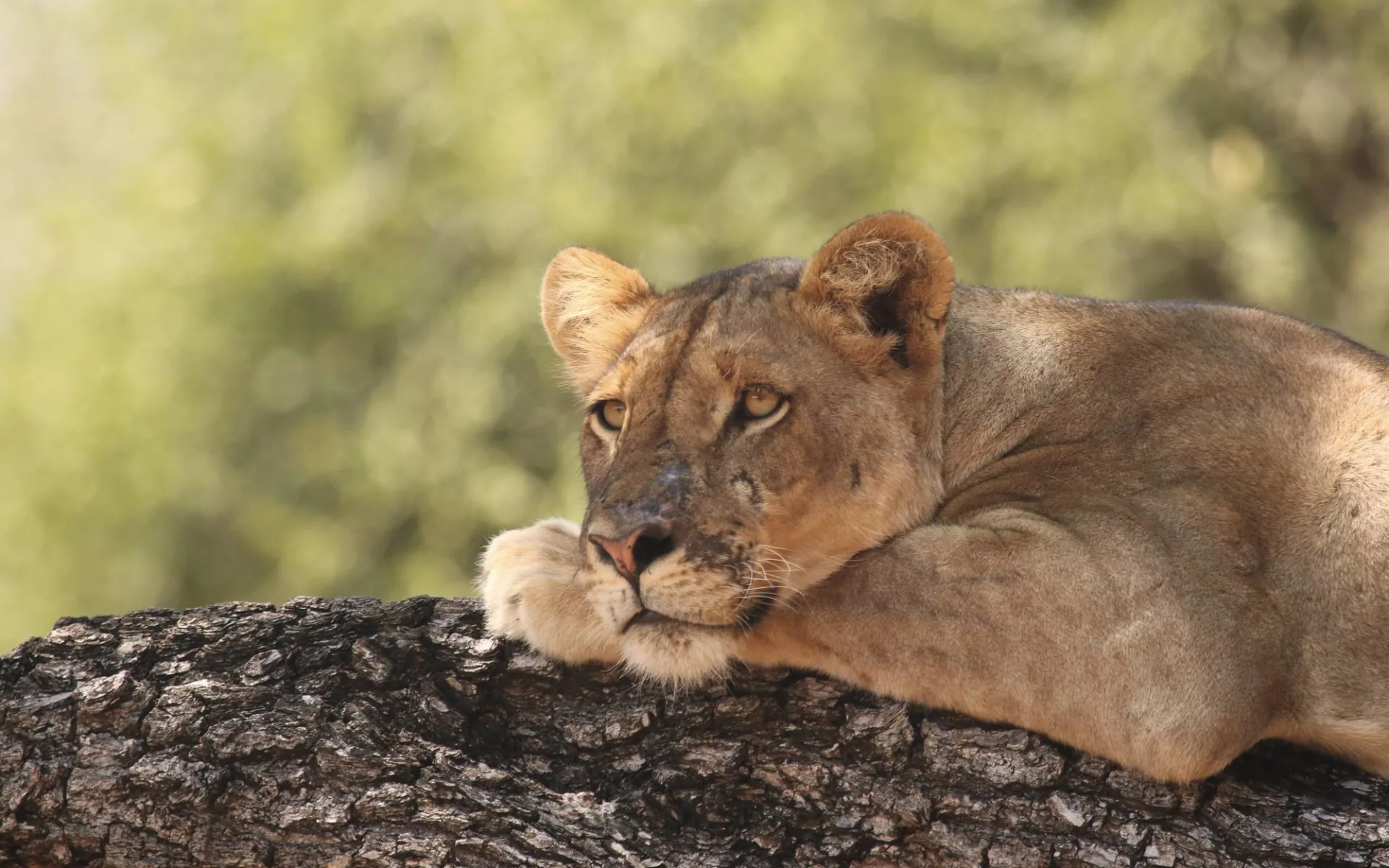 Best of Botswana Lodge Safari ab Kasane: tier Löwe auf Baum - Best of Botswana Lodge Safari c