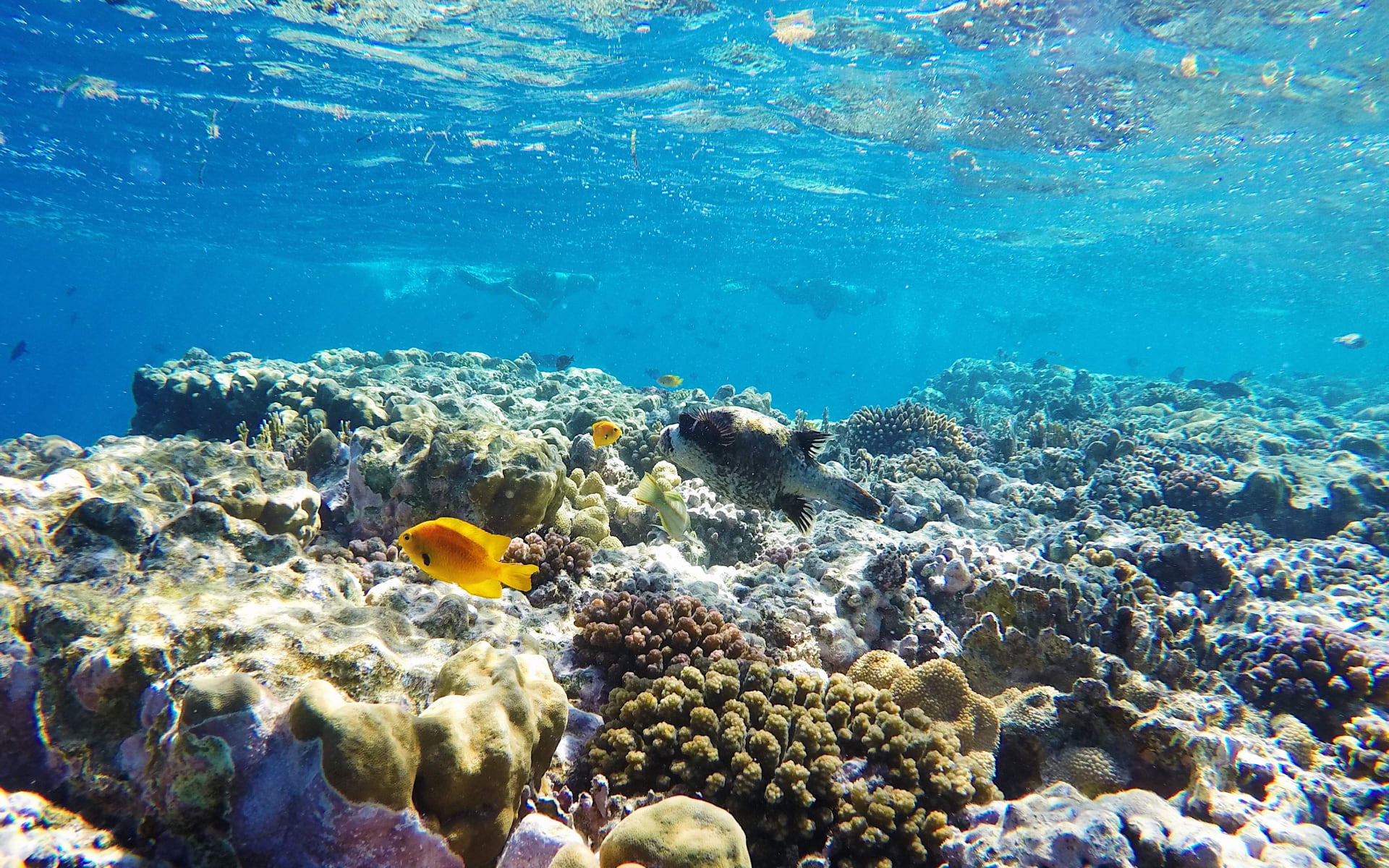 Badeferien im Mövenpick Resort El Quseir ab Hurghada: Unterwasserwelt El Quseir Badeferien im Mövenpick Resort El Quseir ab Hurghada: Unterwasserwelt El Quseir