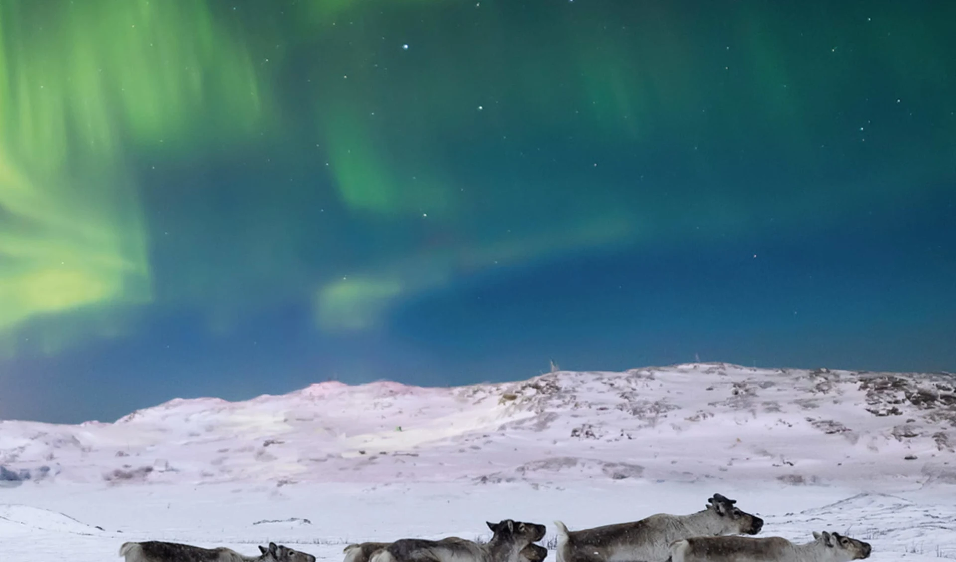 Polarlicht Abenteuer Norwegen ab Hamburg: 48554,0,social-media-winterzauber-polarlicht-und-rentiere-1080x1350px Polarlicht Abenteuer Norwegen ab Hamburg: 48554,0,social-media-winterzauber-polarlicht-und-rentiere-1080x1350px