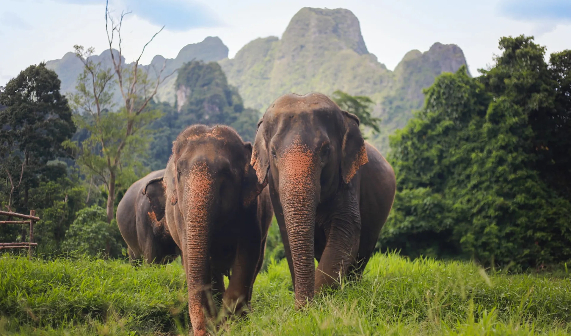 Elephant Hills - 3 Tage ab Phuket: activities: Elephant Experience | Elephant Hills Elephant Hills - 3 Tage ab Phuket: activities: Elephant Experience | Elephant Hills