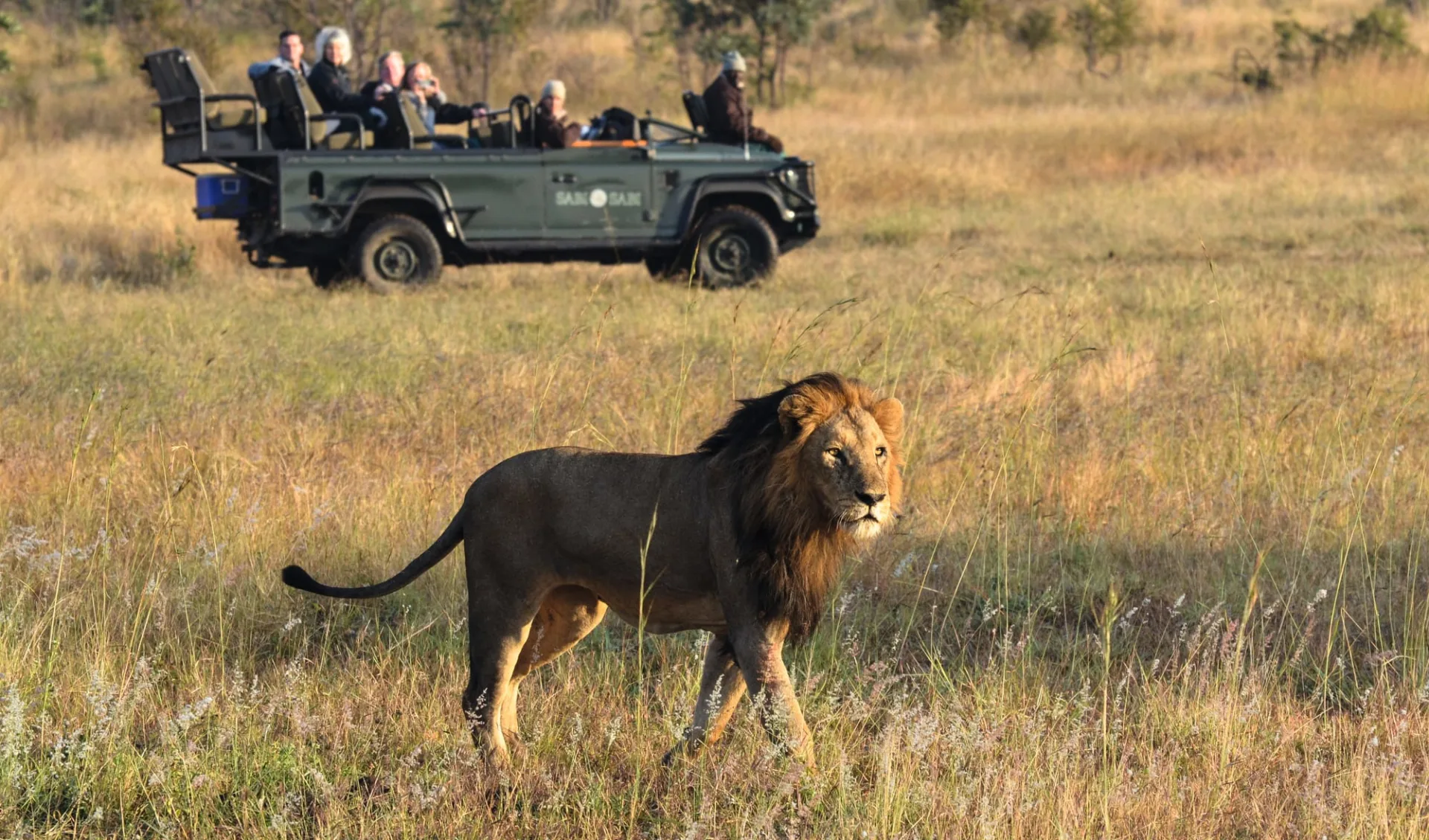 Sabi Sabi Selati Camp in Sabi Sands:  tier - Loewe - Loewe mit Safarifahrzeug im Hintergrund c Sabi Sabi