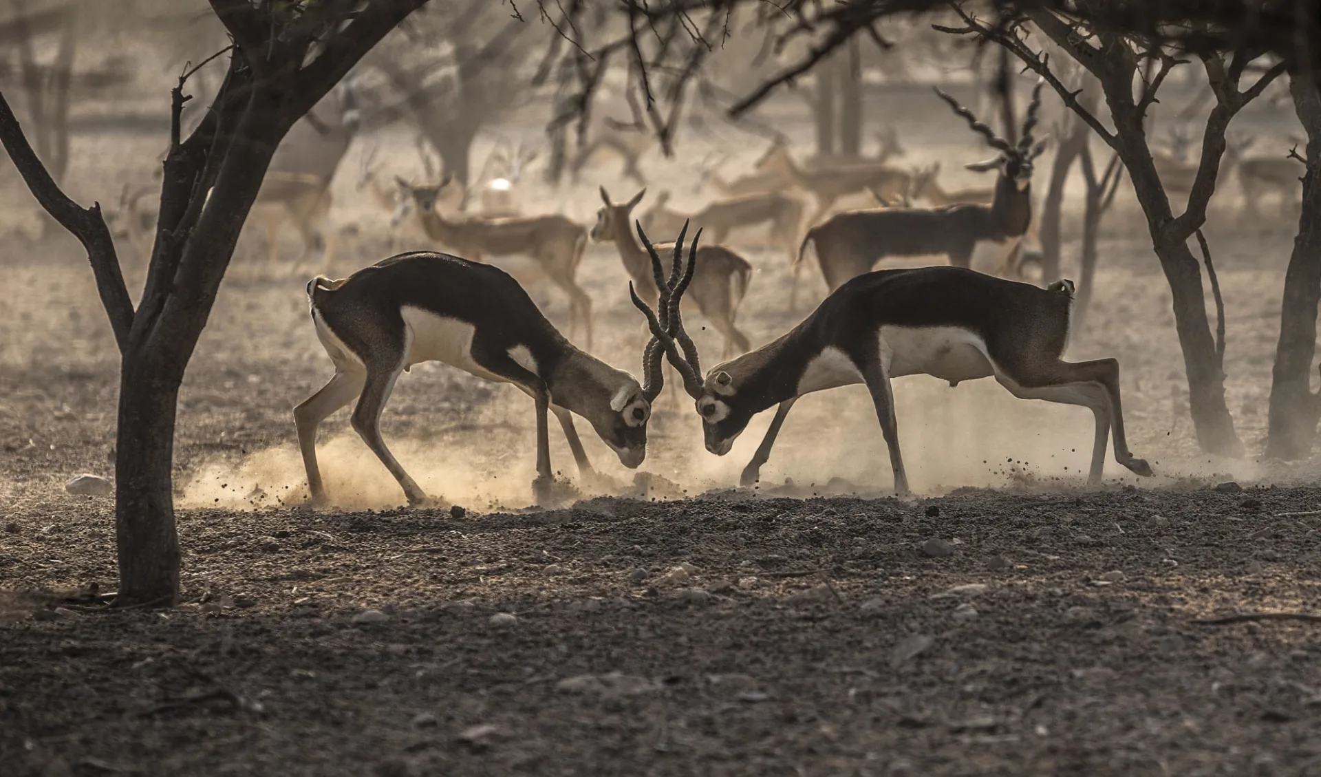 Anantara Al Sahel Villa Resort in Sir Bani Yas: Two_Indian_Blackbucks_Fighting Anantara Al Sahel Villa Resort in Sir Bani Yas: Two_Indian_Blackbucks_Fighting