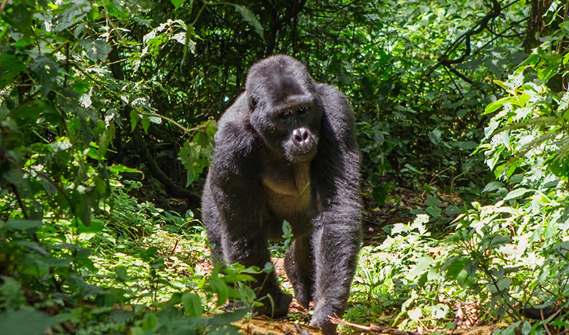 Bwindi Nationalpark, Uganda