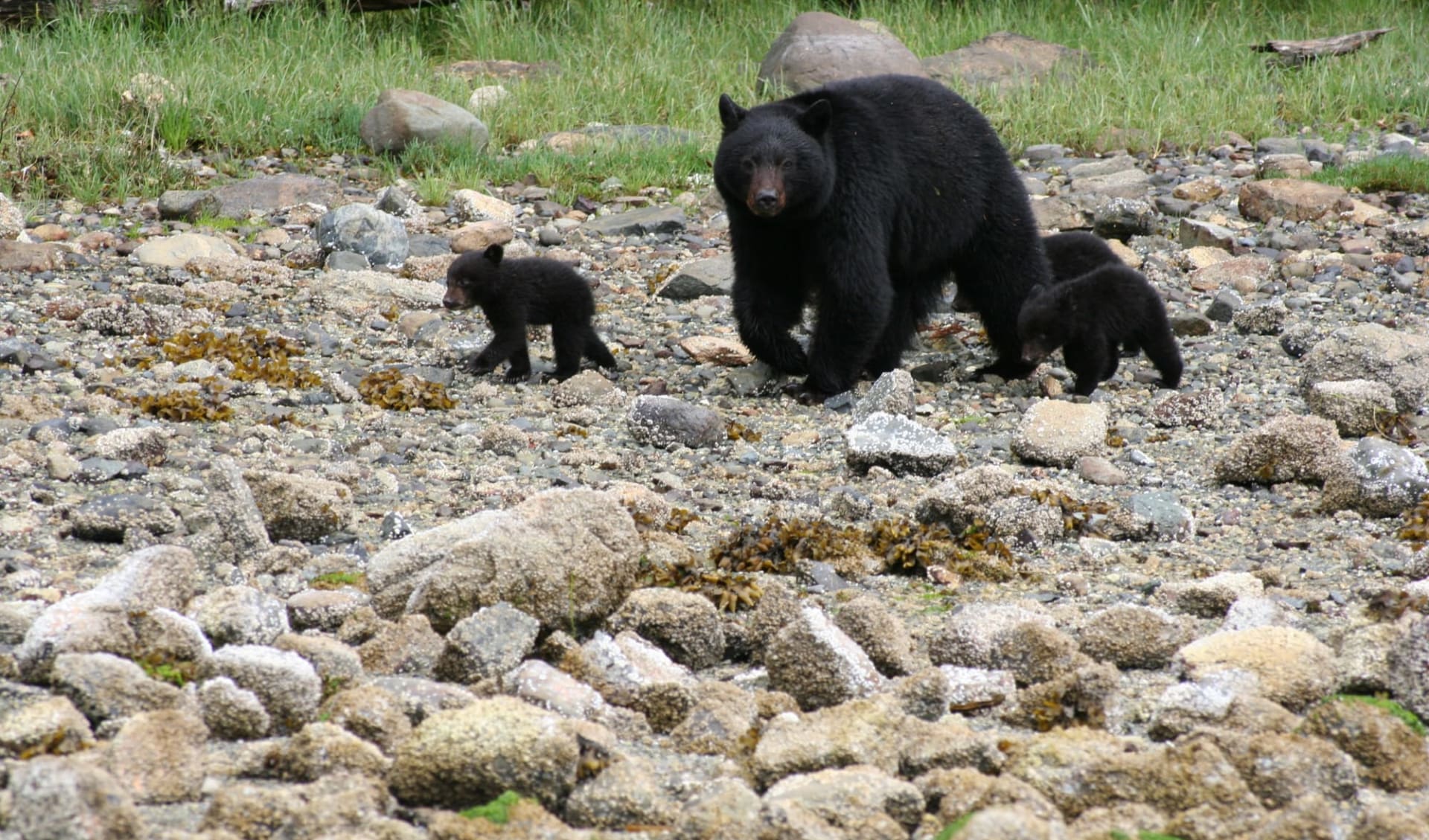 Clayoquot Wilderness Resort in Tofino: aktiv_ClayoquotWildernessResort_BearWatching