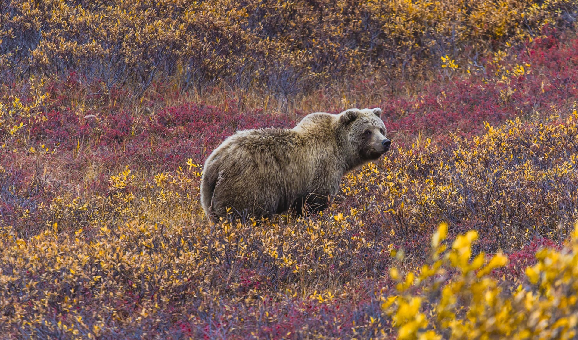 Bärenbeobachtung Redoubt Bay Lodge 3 Tage ab Anchorage: Alaska - Denali NP - Grizzly Bär im Blaubeeren Feld