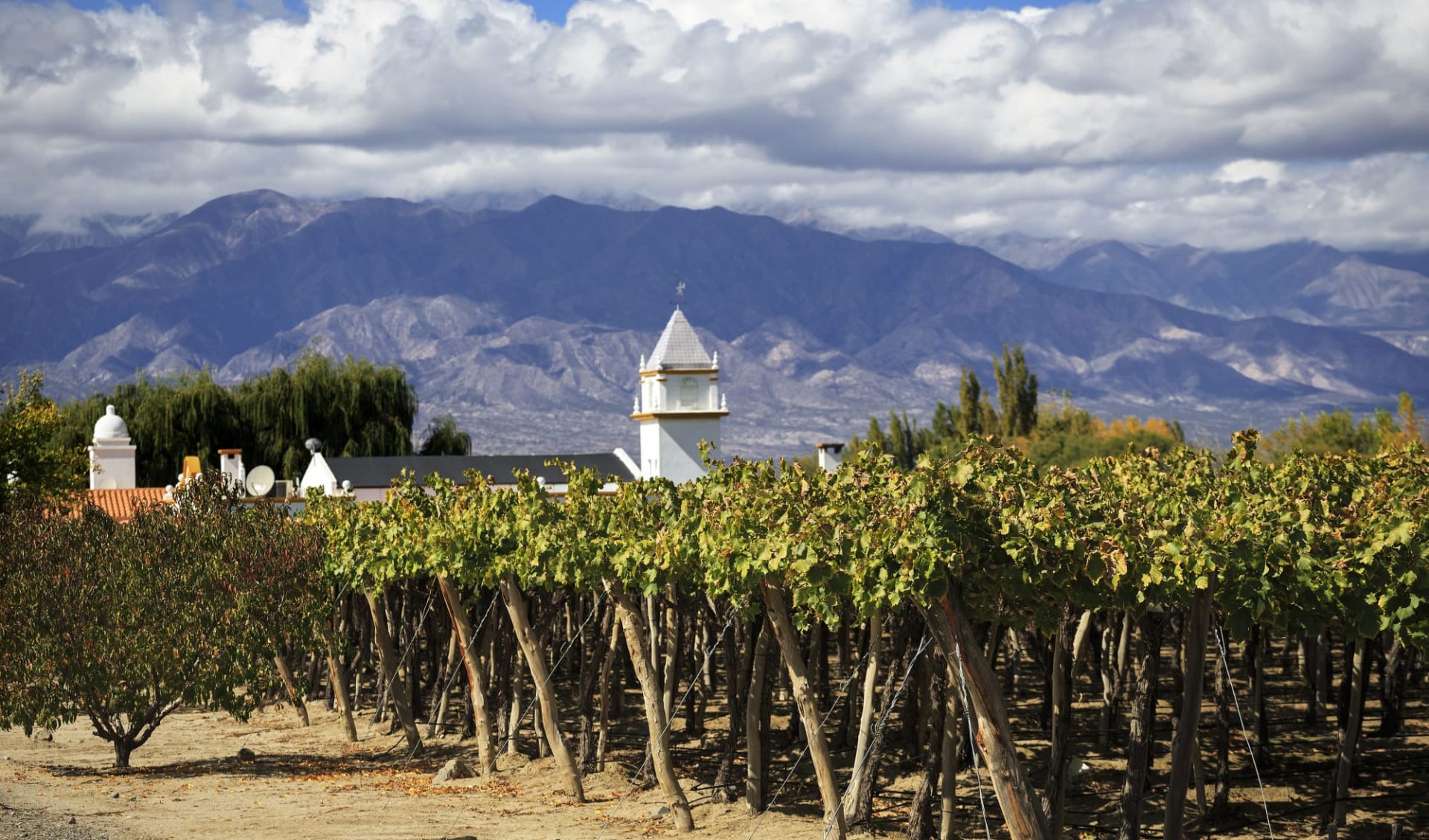 Kurztour Mendoza: Argentinien - Cafayate - Vineyard
