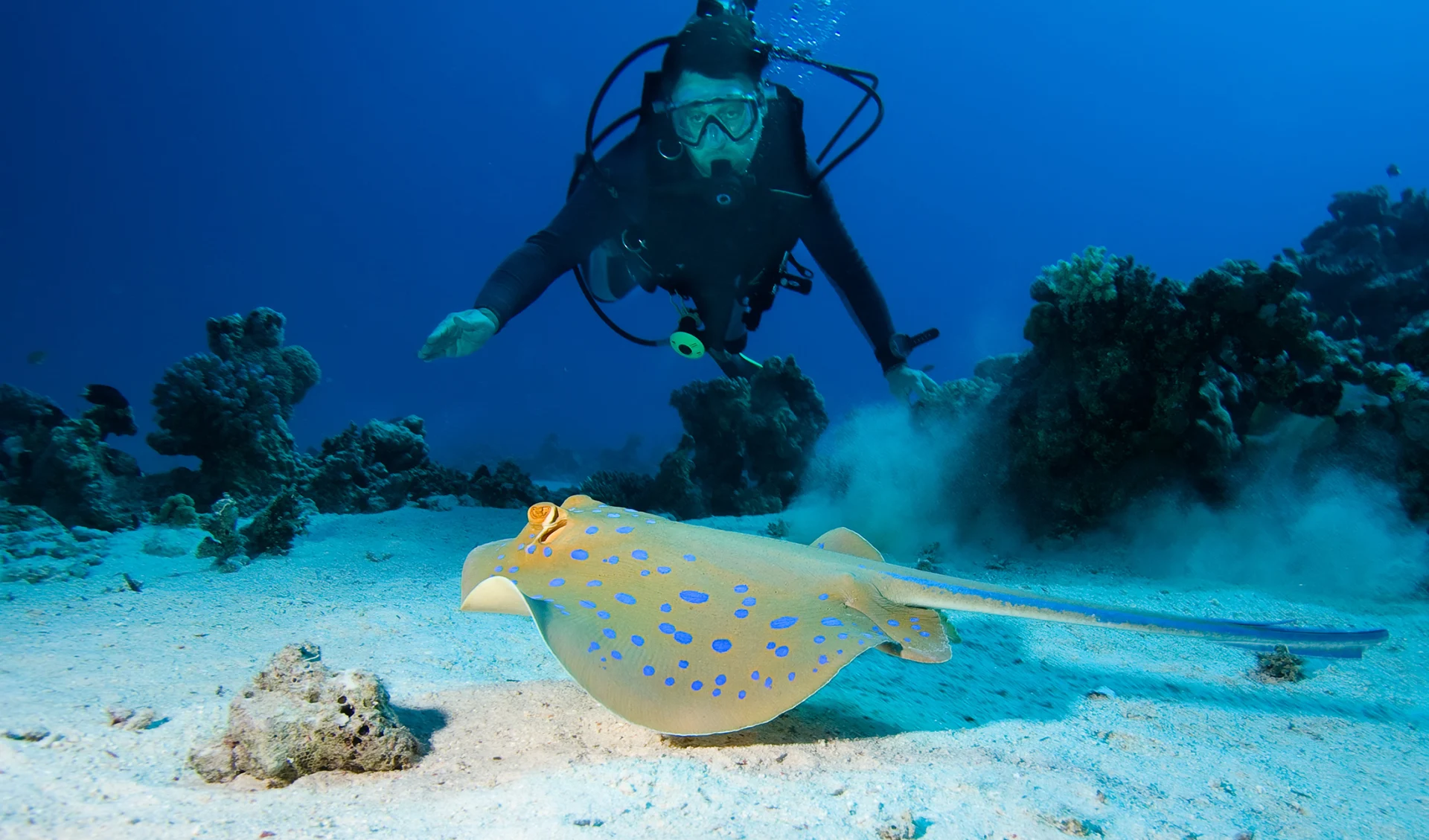Diver- und Bluespottrochen, Australien