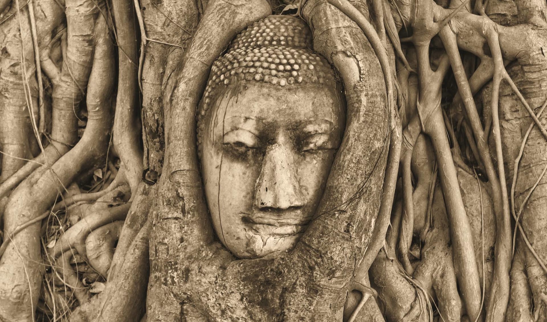 Höhepunkte Thailands ab Bangkok: Ayutthaya Buddha Head sepia Höhepunkte Thailands ab Bangkok: Ayutthaya Buddha Head sepia