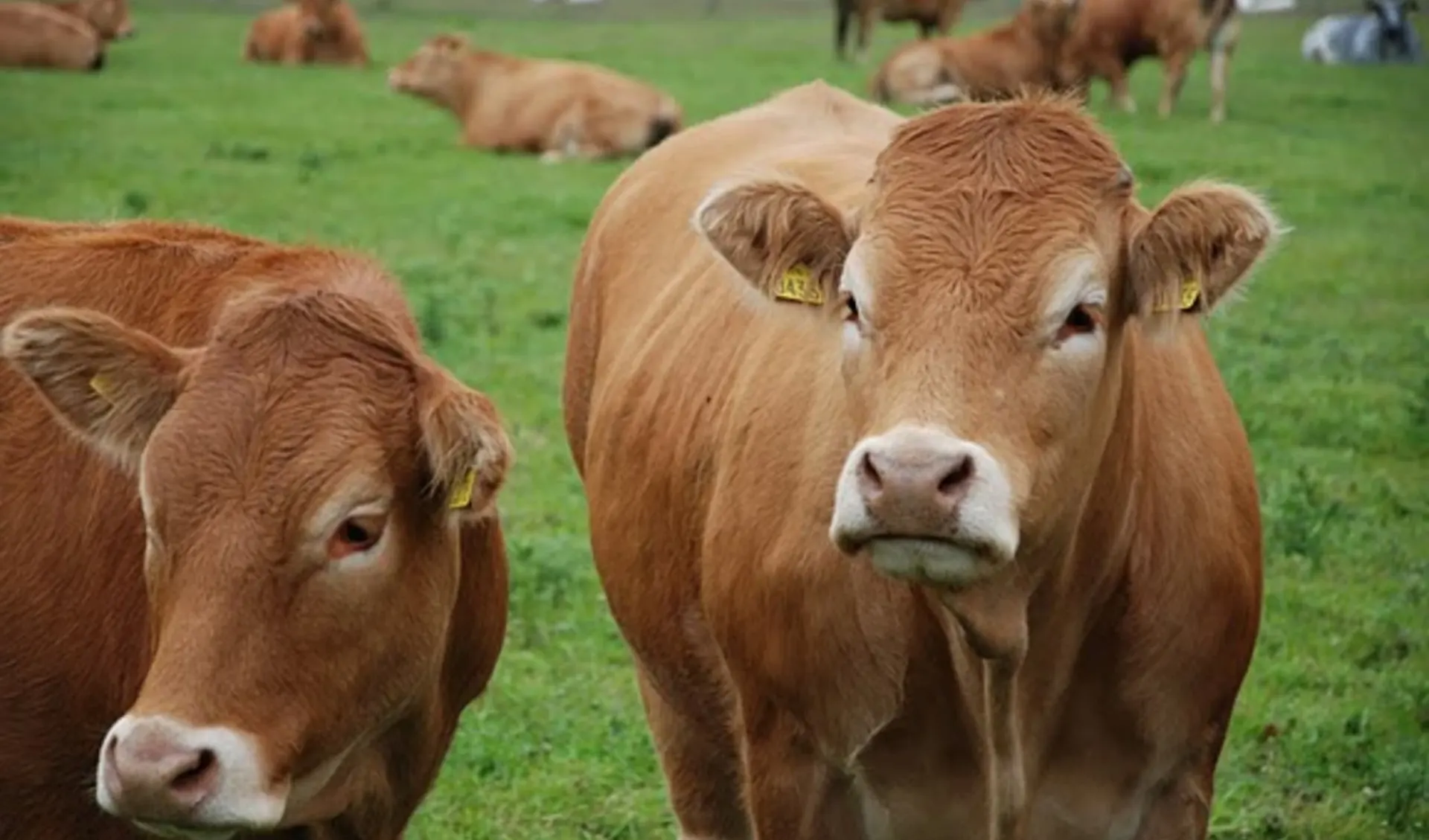 Irland: Die Grüne Insel entdecken ab Dublin: Beef Farming in Galway Irland: Die Grüne Insel entdecken ab Dublin: Beef Farming in Galway