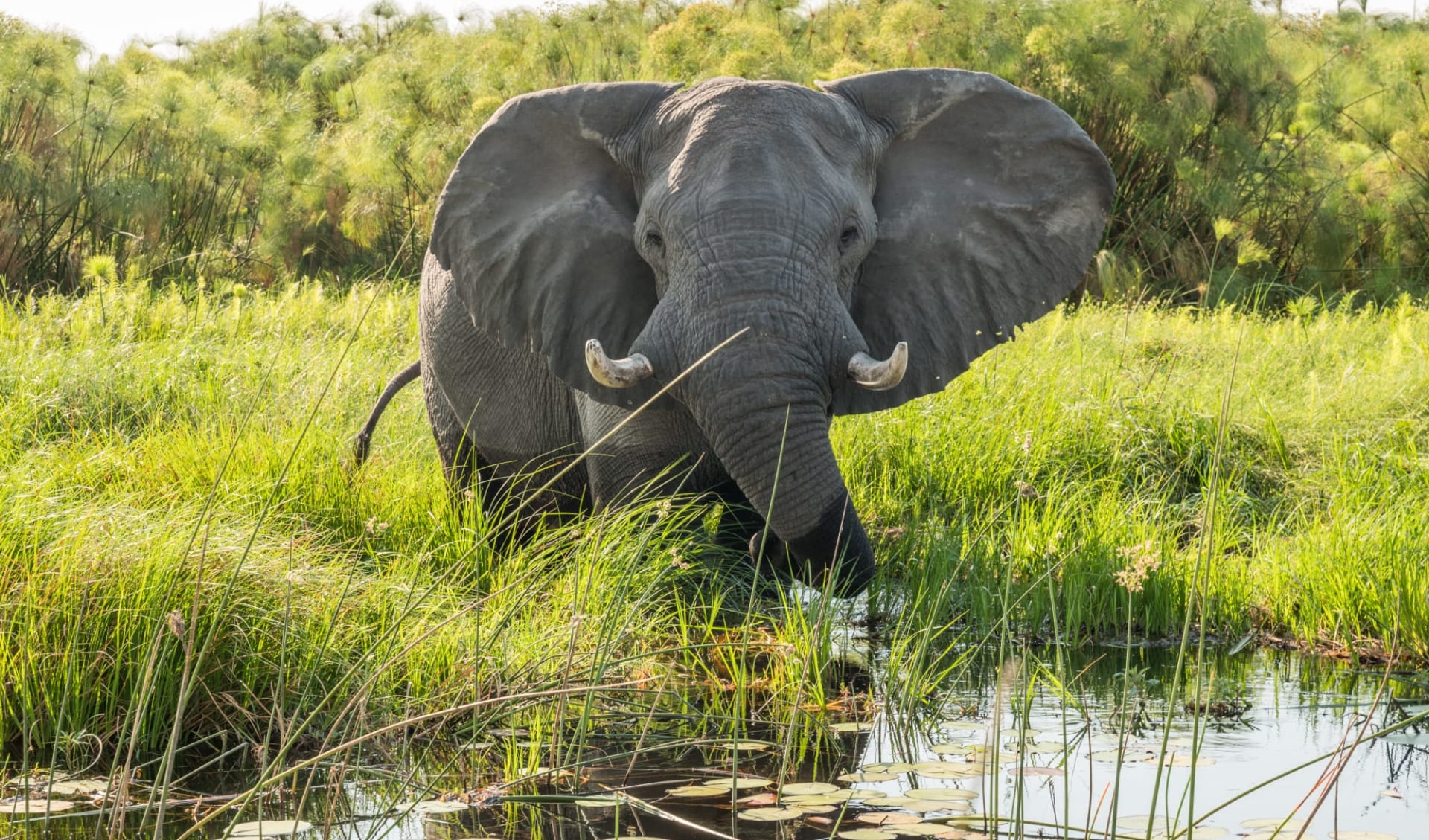 4 C's (Commerce, Conservation, Community & Culture) ab Kapstadt: Botswana - Okavango Delta - Elefant 4 C's (Commerce, Conservation, Community & Culture) ab Kapstadt: Botswana - Okavango Delta - Elefant