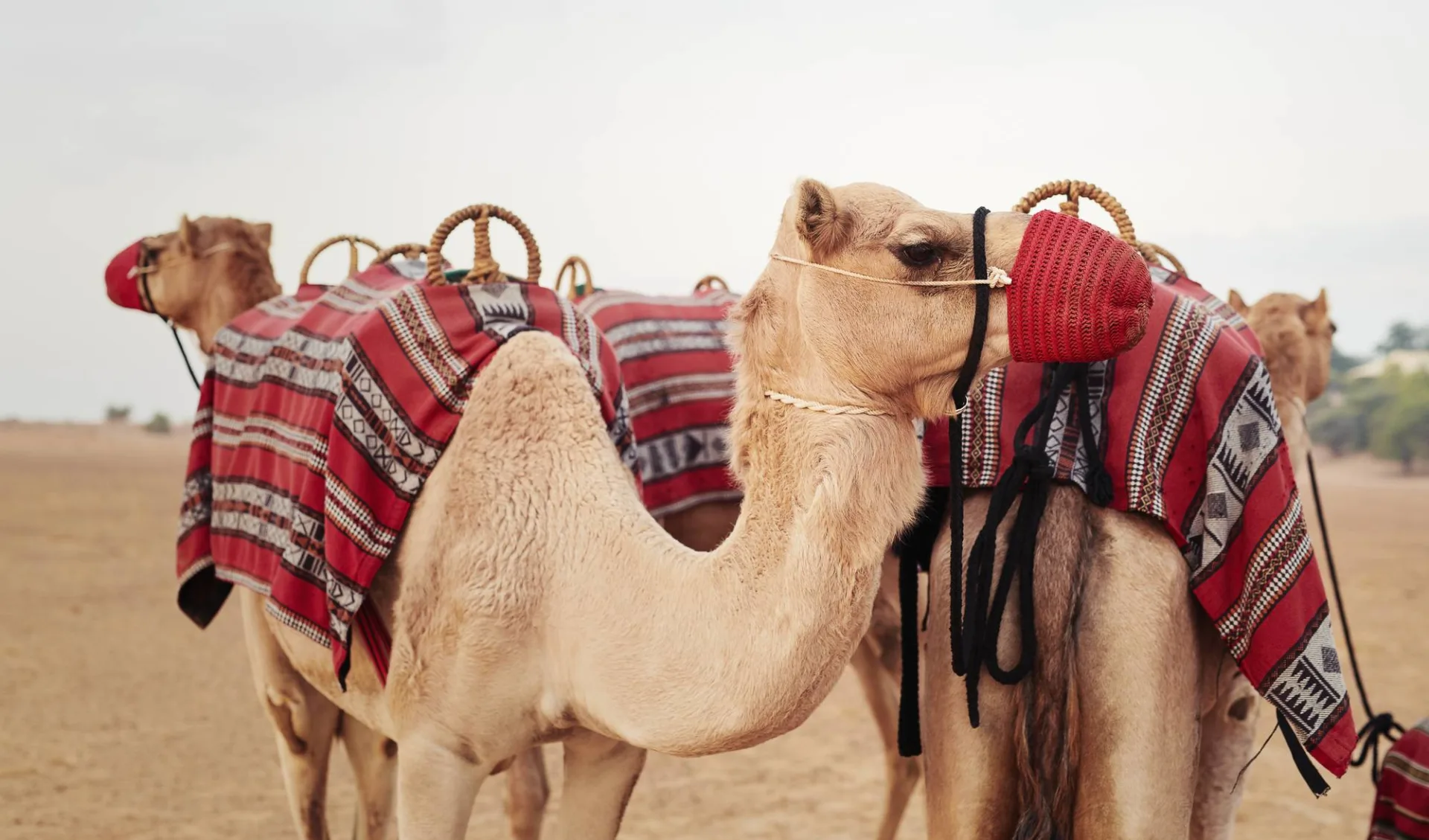 Al Maha Desert Resort & Spa: activities: Al Maha Desert Resort & Spa: activities: