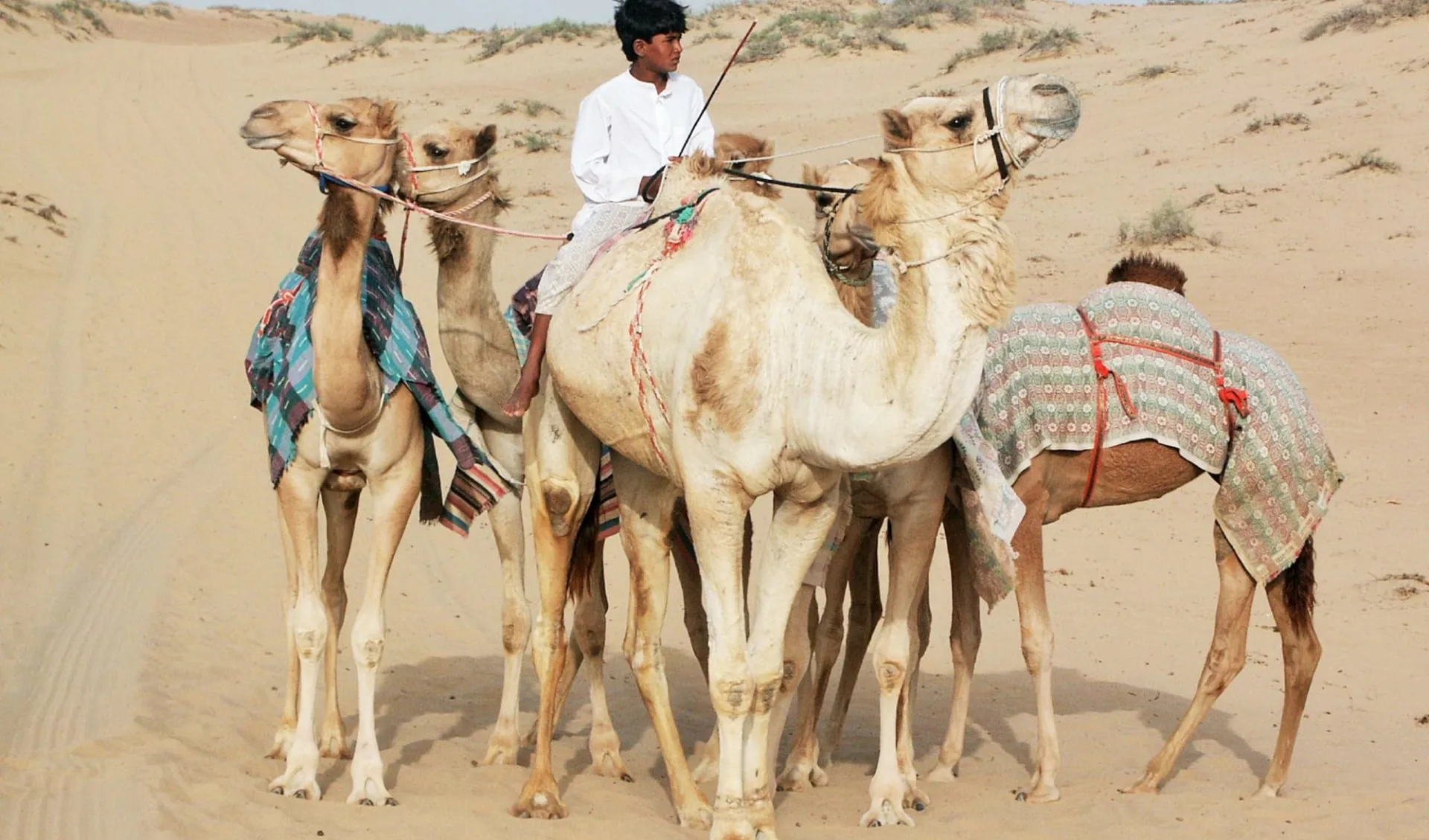 Oman zum Kennenlernen ab Muscat: Camels in Oman