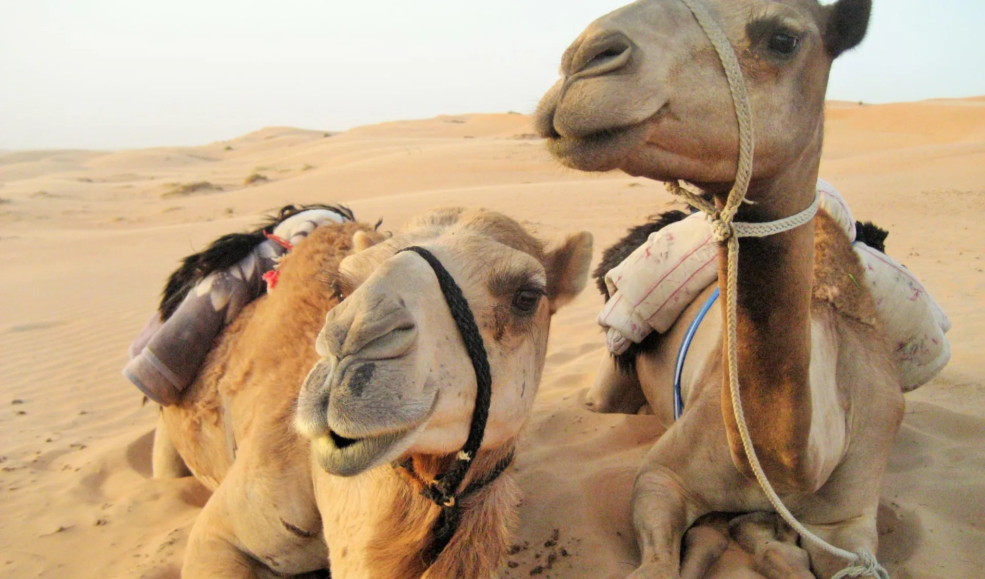 Unberührter Oman ab Salalah: camels in wahiba sands Unberührter Oman ab Salalah: camels in wahiba sands